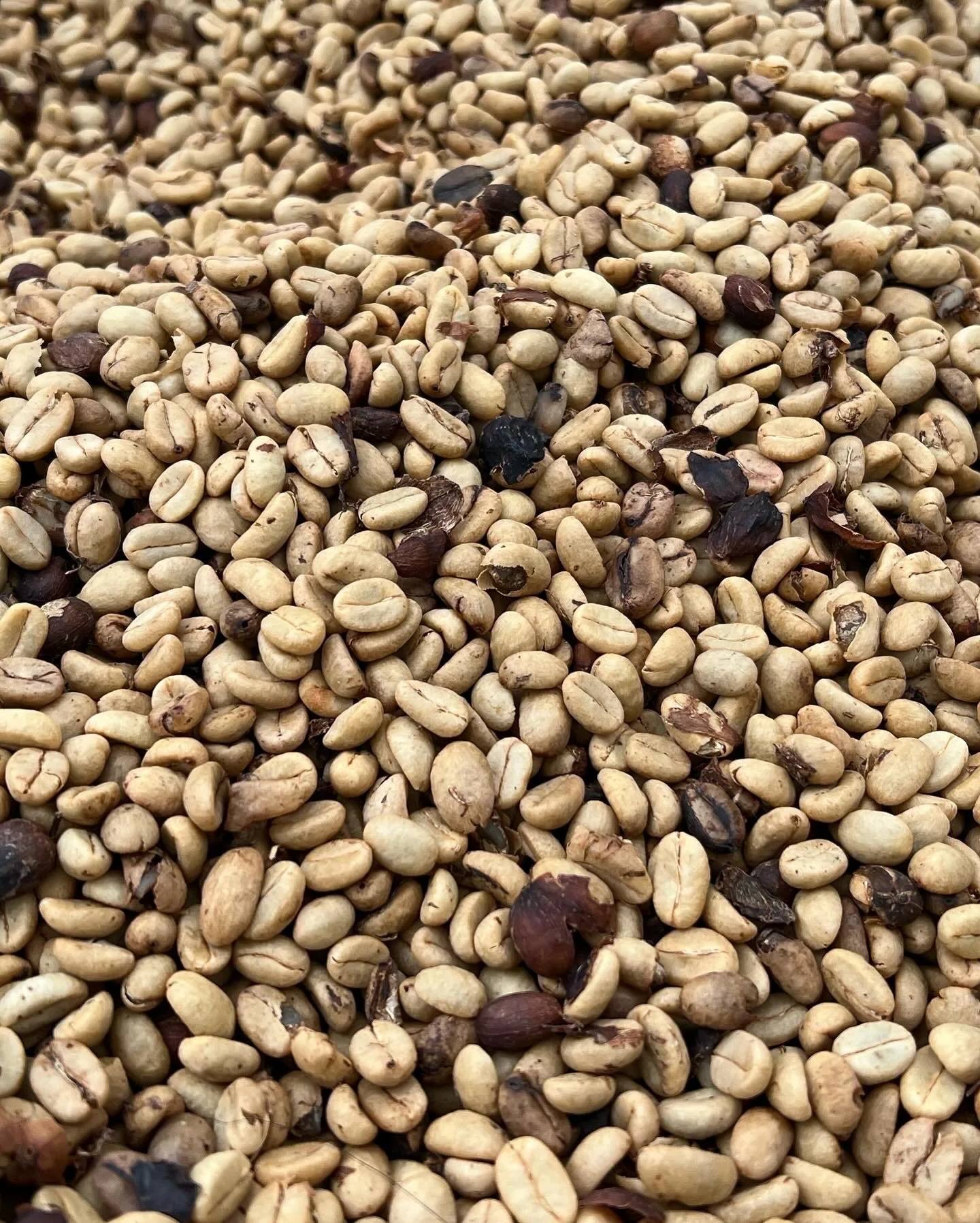 Granos de café verde y tostado de la finca El Nido Andino en La Mesa, Cundinamarca