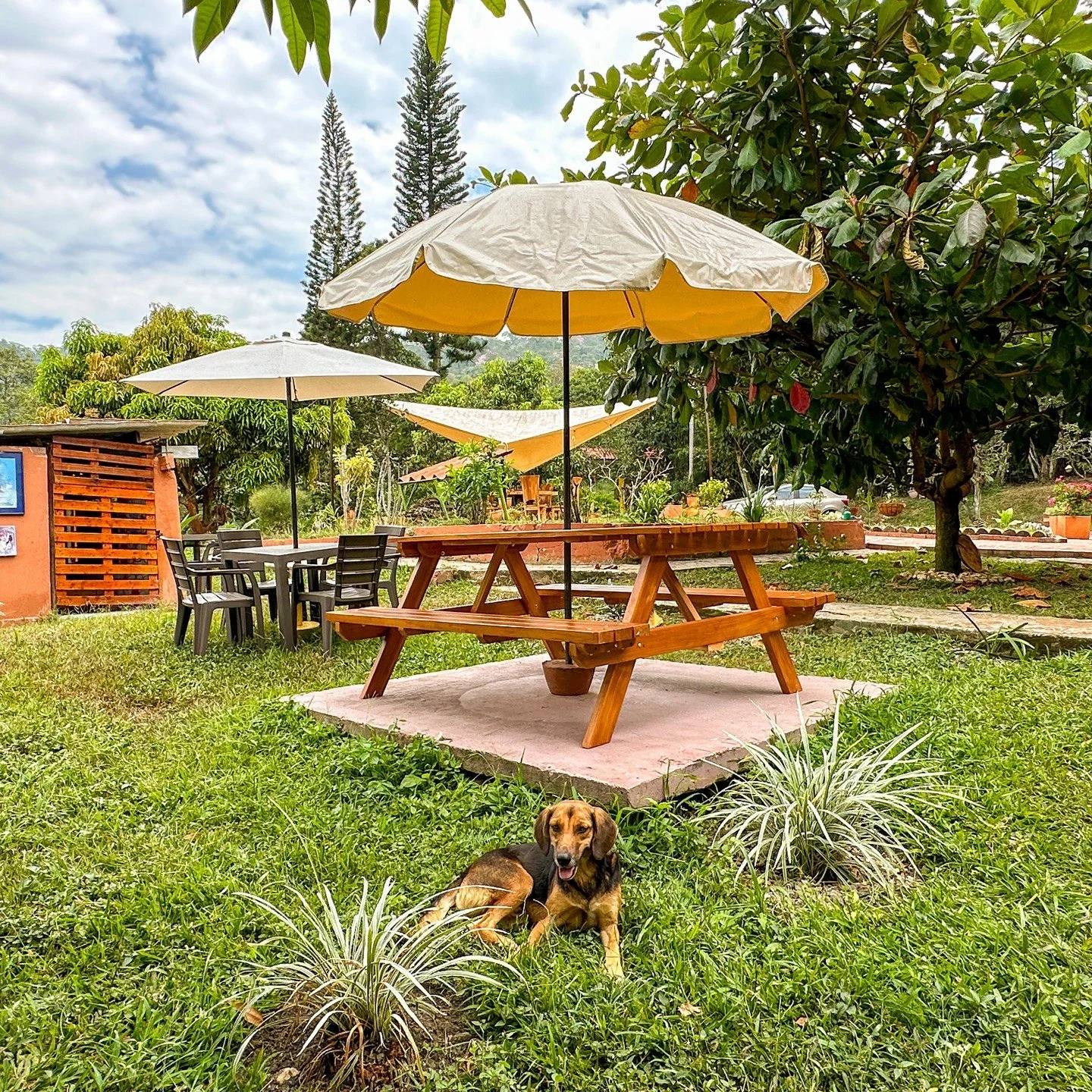 Jardín con mesas y sombrillas, un perro recostado en la hierba.