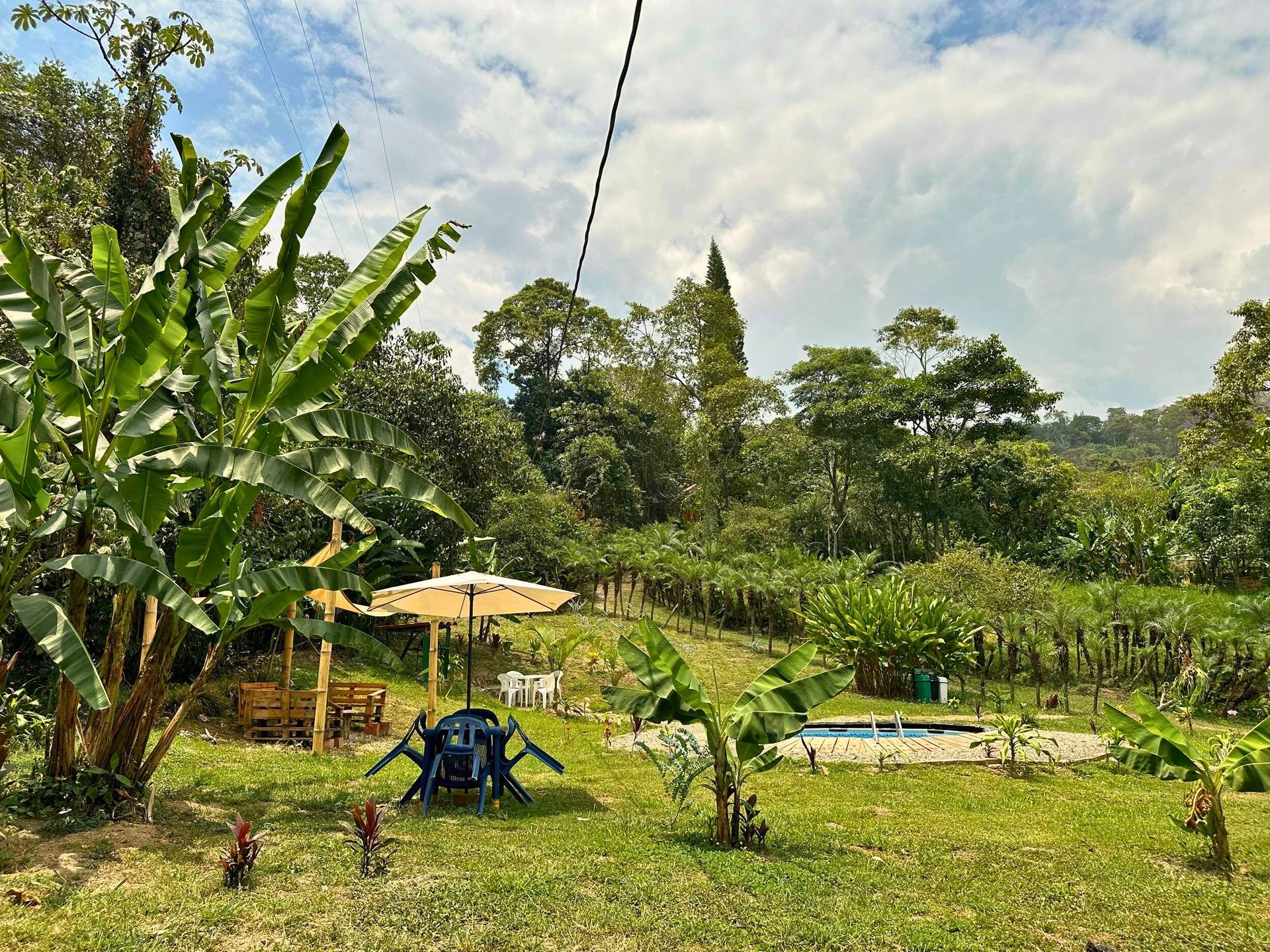 Un jardín con árboles grandes, plantas y una piscina, con sombrillas y sillas de plástico, y un cielo parcialmente nublado.