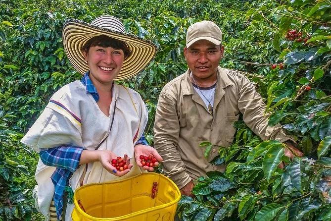 Una mujer y un hombre cosechando granadas en una plantación.
