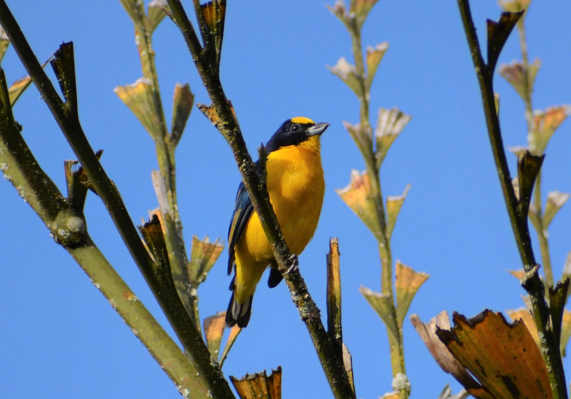 Un ave de colores amarillo y negro posada en una rama, con follaje y cielo azul de fondo.