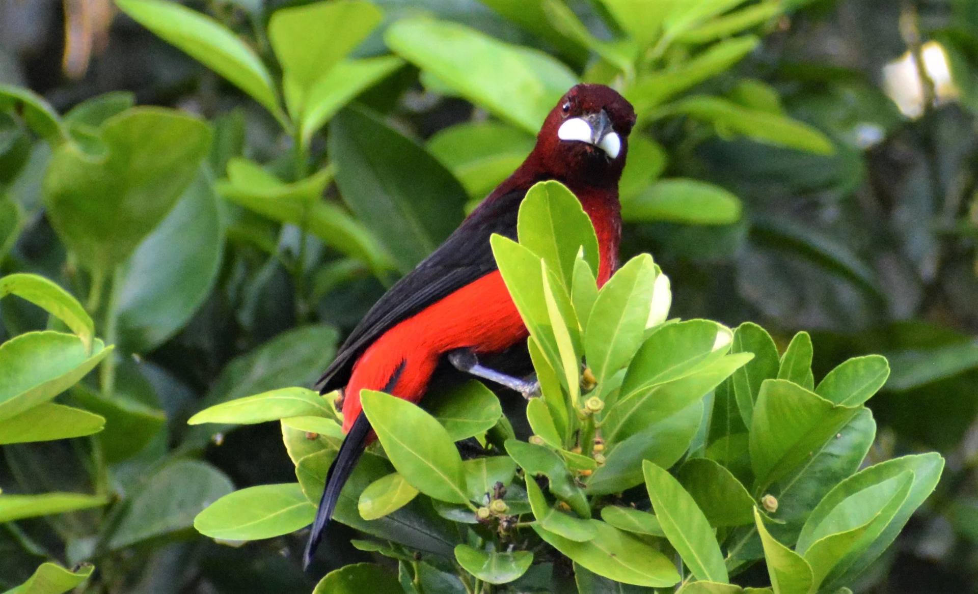 Aves y vida silvestre en El Nido Andino, finca cafetera en La Mesa Cundinamarca