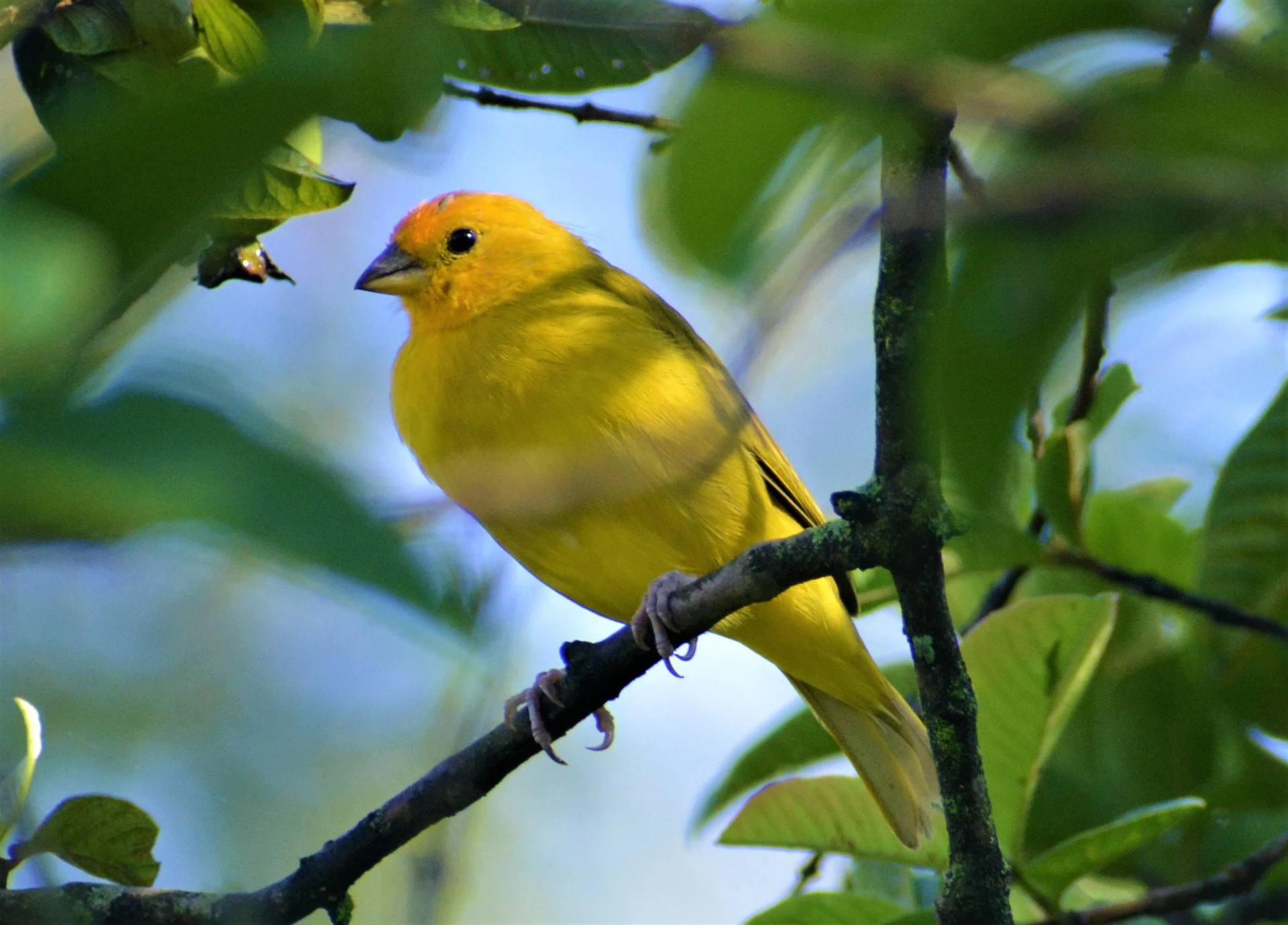 Ave silvestre en los jardines de El Nido Andino — avistamiento de aves en La Mesa Cundinamarca