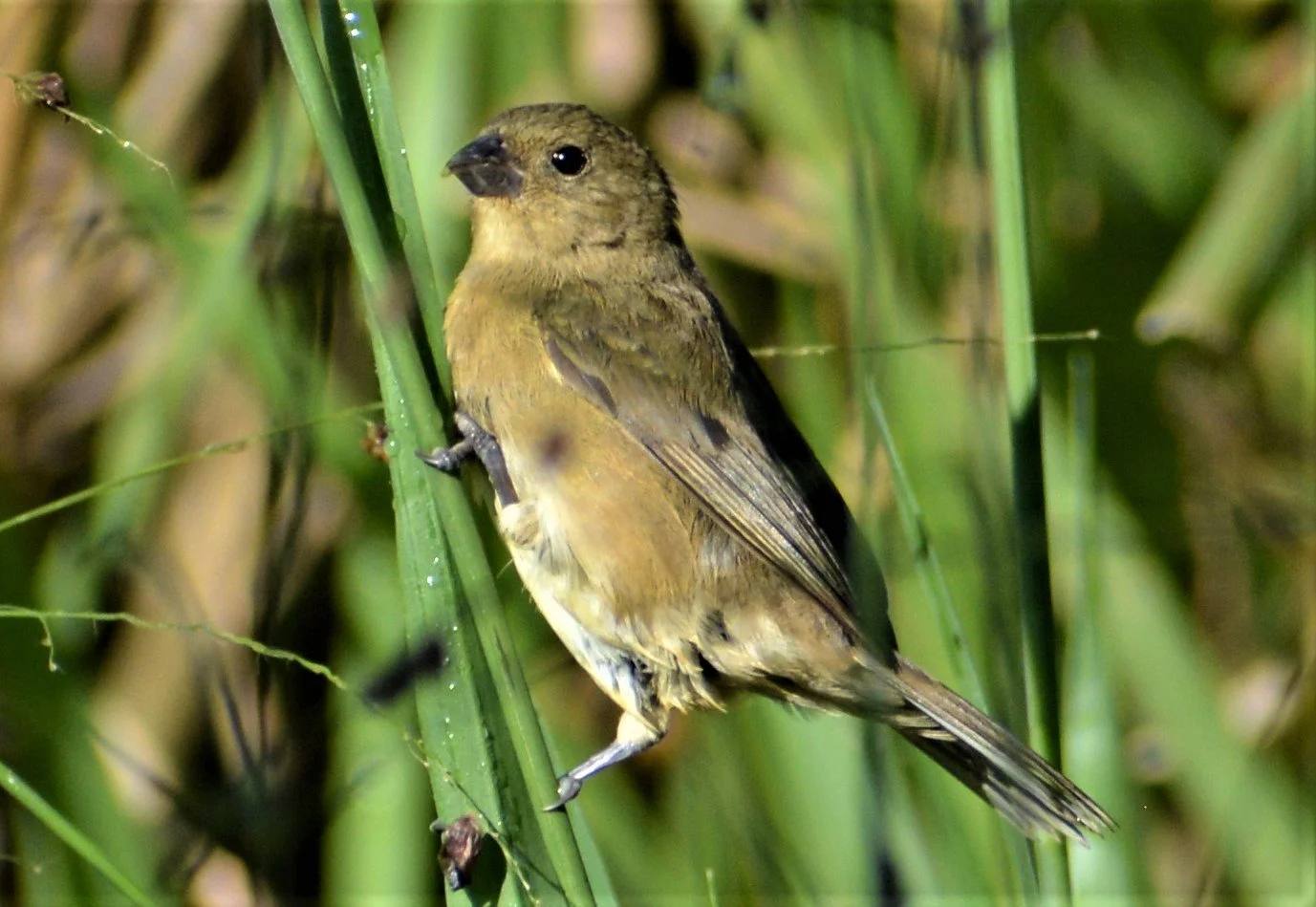 Fauna silvestre en El Nido Andino — segundo país más biodiverso del mundo