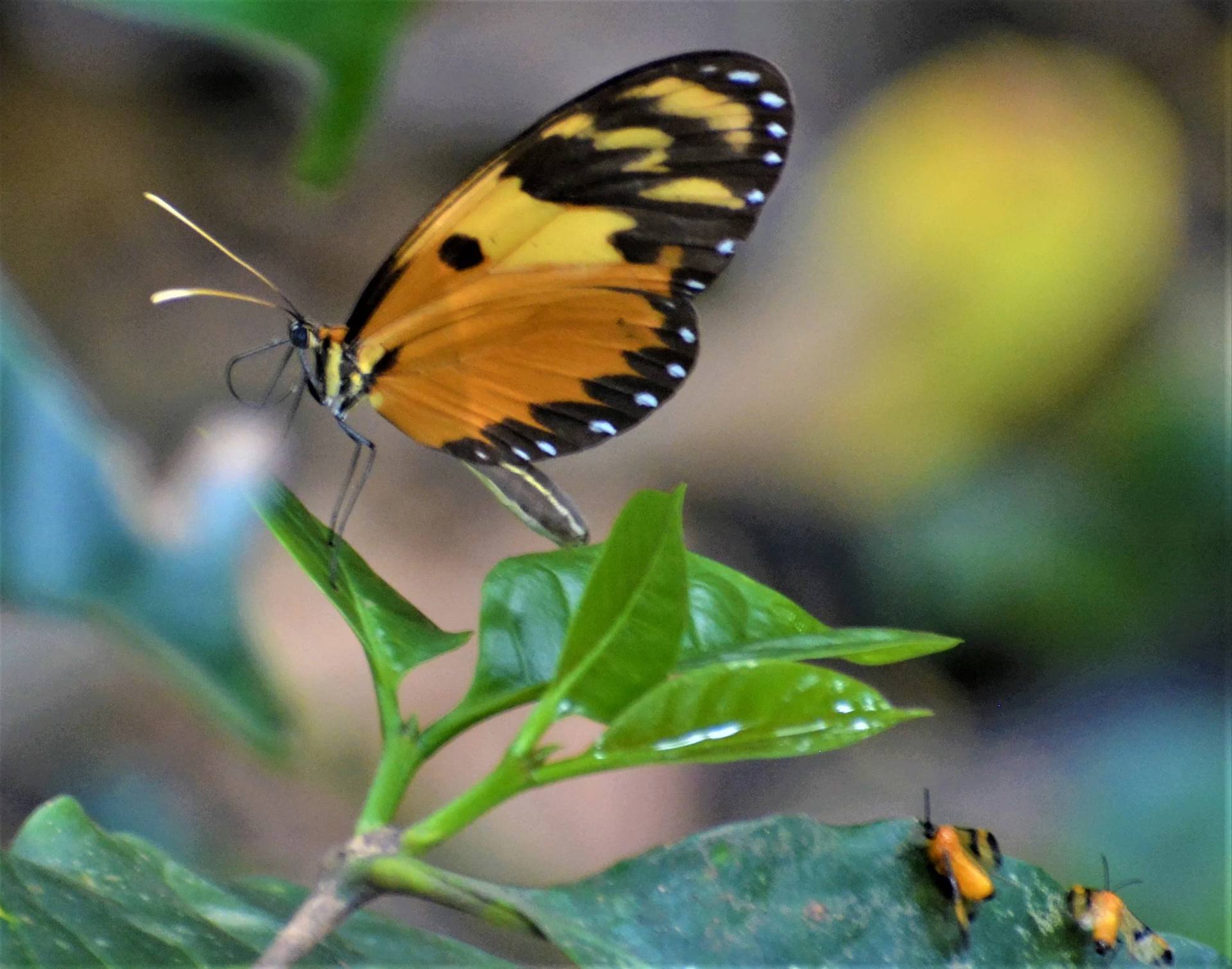 Mariposas en los jardines de El Nido Andino, destino ecoturístico en La Mesa Cundinamarca