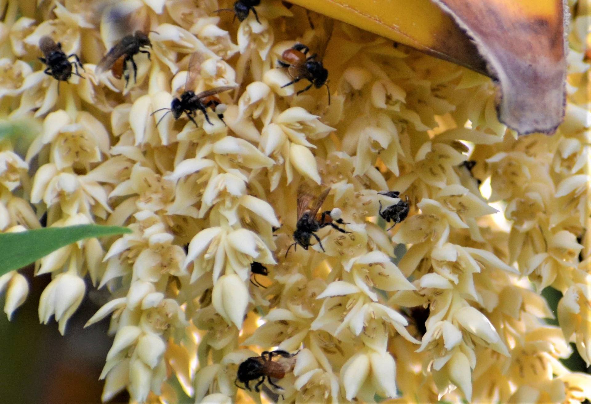 Biodiversidad y naturaleza en El Nido Andino — ecoturismo en La Mesa cerca de Bogotá