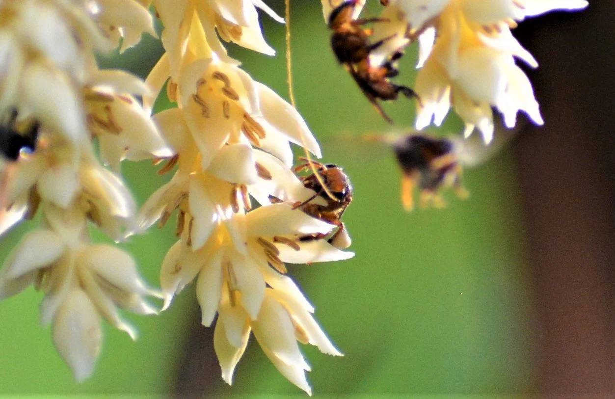 Abejas polinizando flores en El Nido Andino — flora y fauna de la finca cafetera en La Mesa