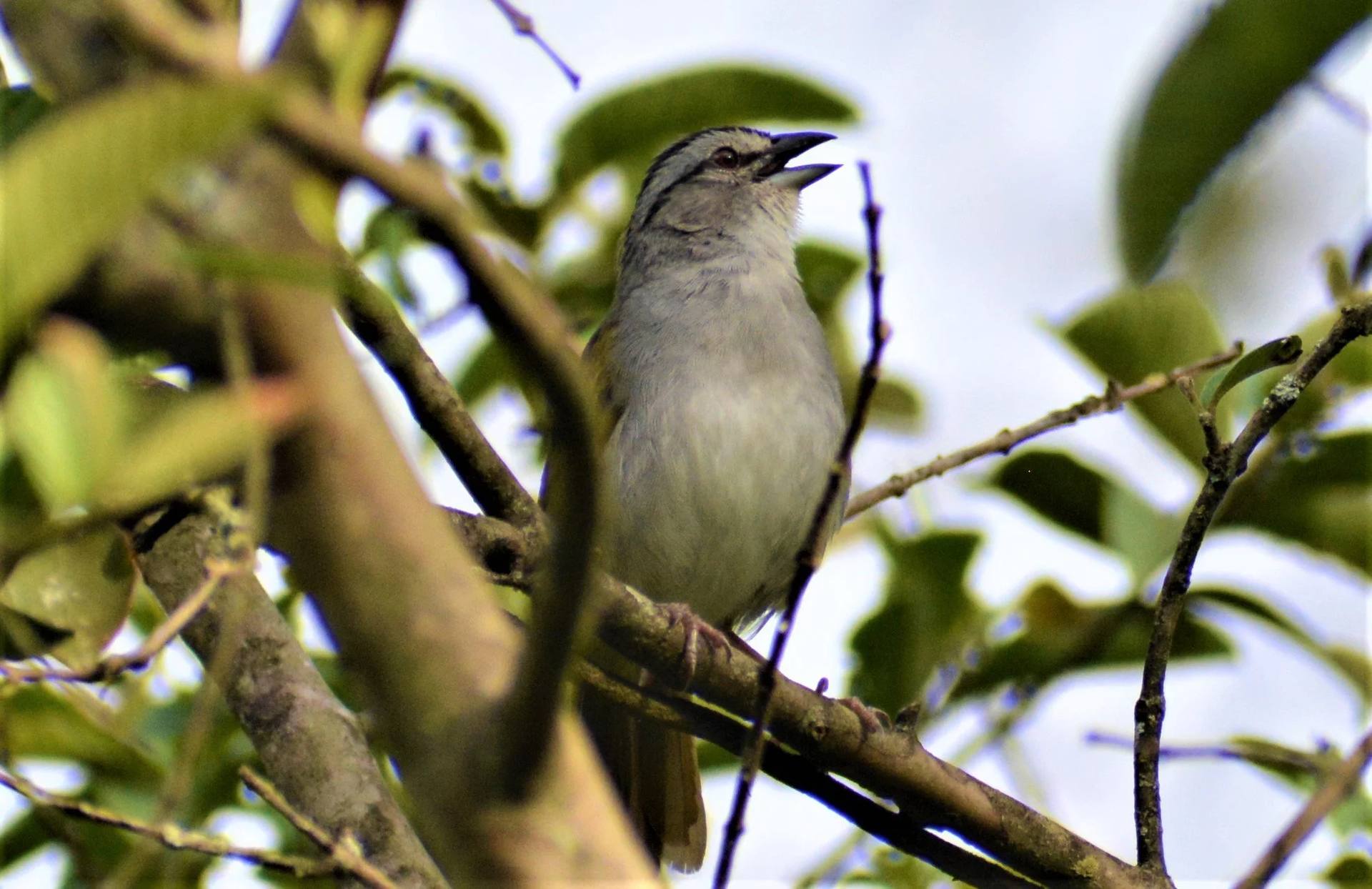 Insecto sobre flor silvestre en El Nido Andino — biodiversidad en La Mesa, Cundinamarca