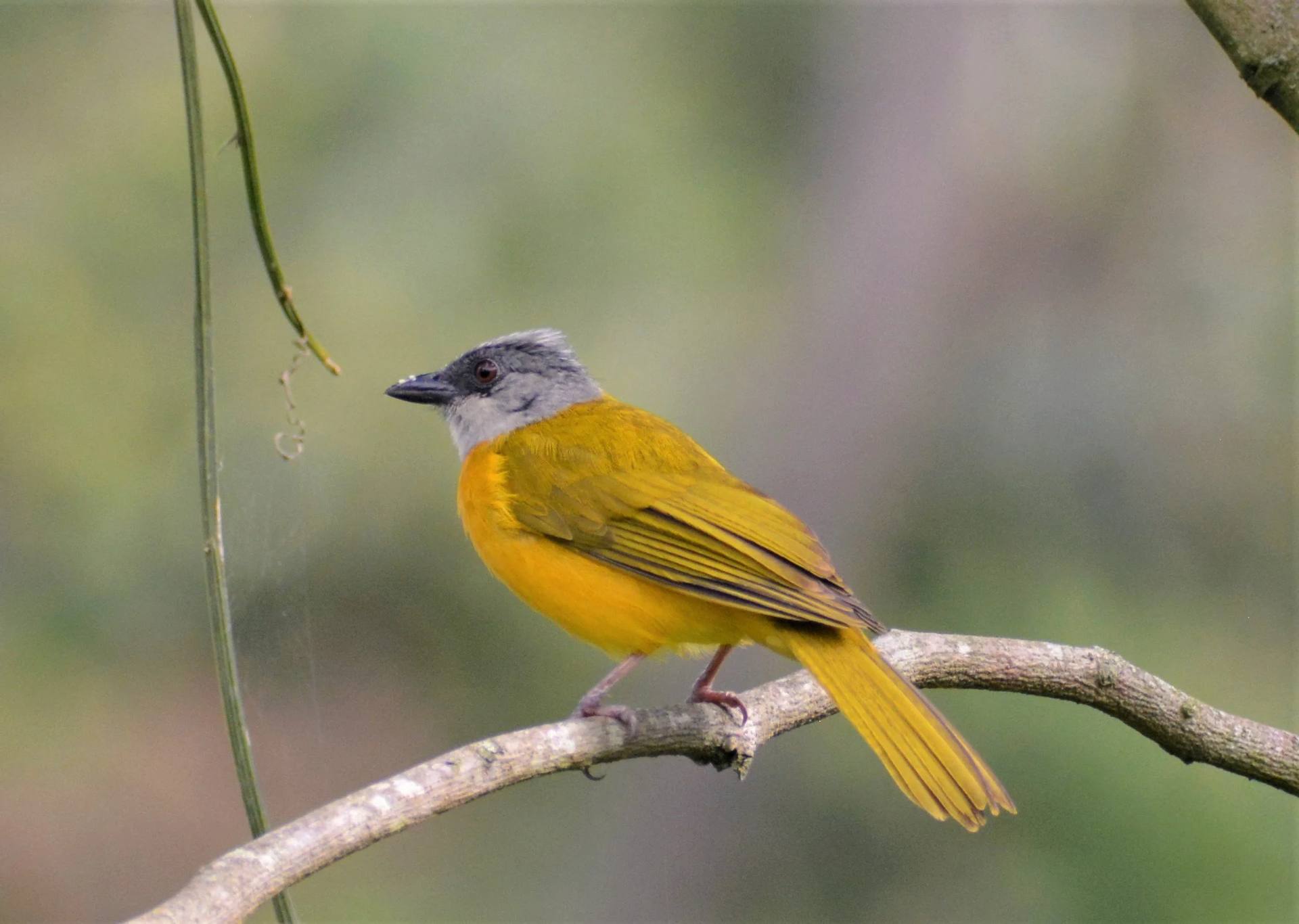 Vida silvestre en El Nido Andino — fauna y biodiversidad en finca cafetera cerca de Bogotá