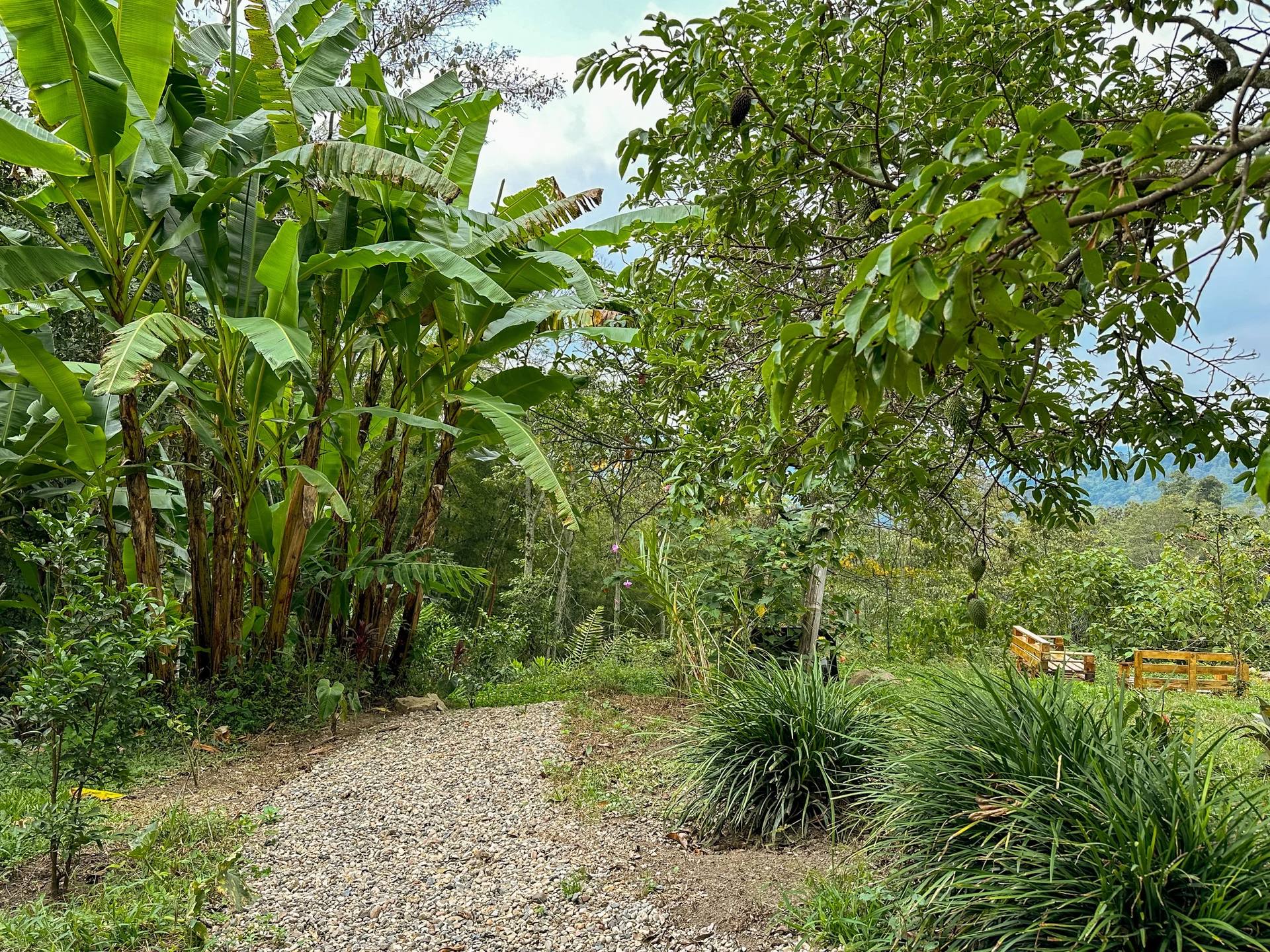 Camino entre vegetación tropical en El Nido Andino — senderismo en La Mesa, Cundinamarca