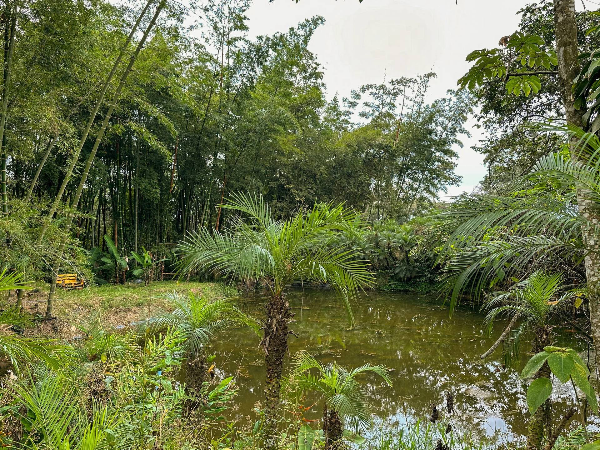 Zonas verdes de El Nido Andino — hotel boutique y finca cafetera en La Mesa, Cundinamarca
