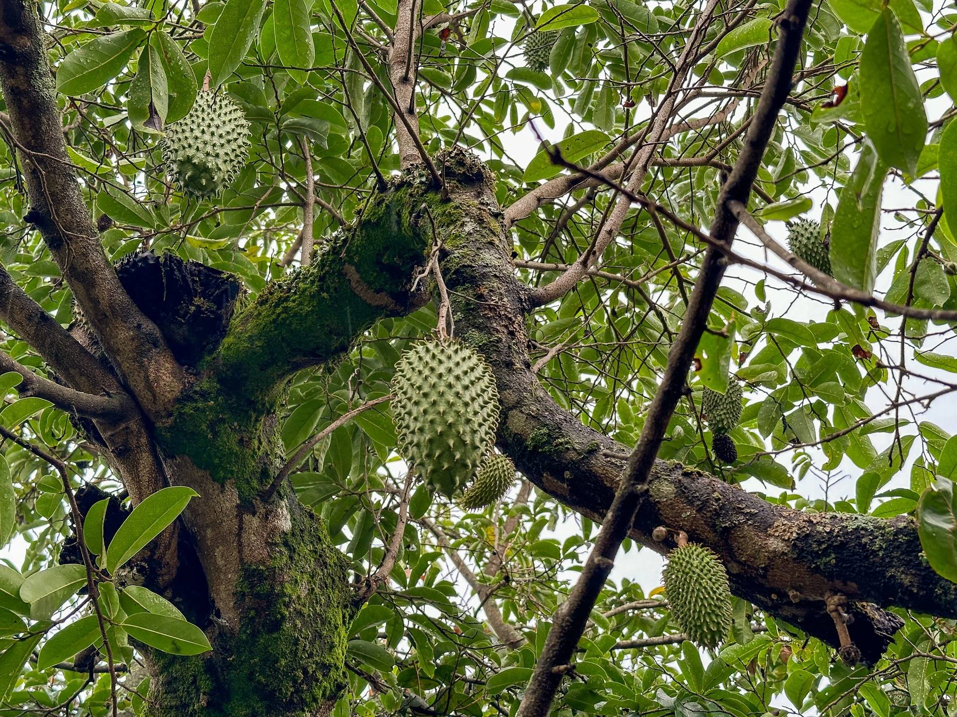 Paisaje natural en El Nido Andino, finca cafetera boutique a 2 horas de Bogotá