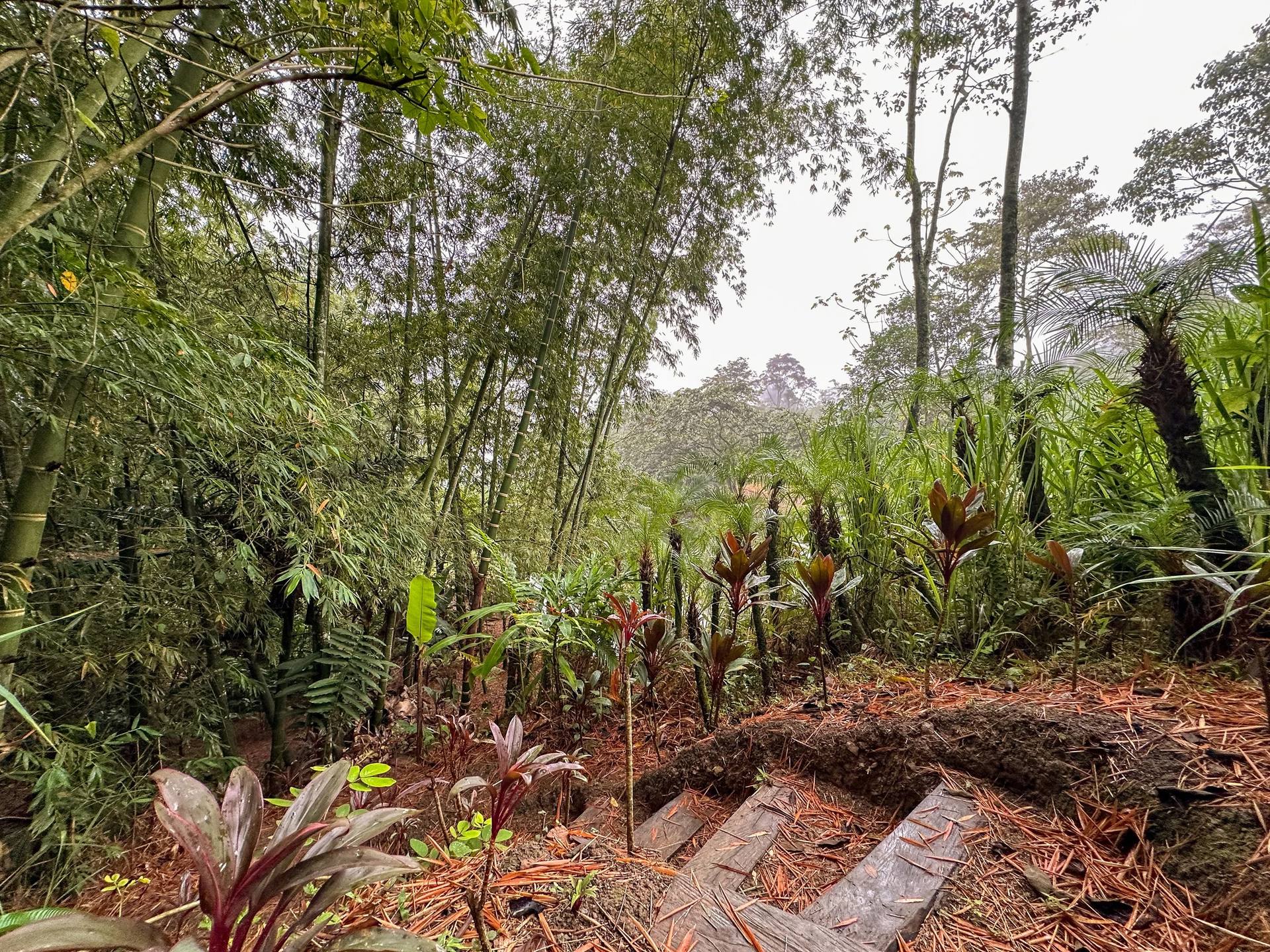 Escaleras en sendero de selva tropical en El Nido Andino, destino ecoturístico cerca de Bogotá