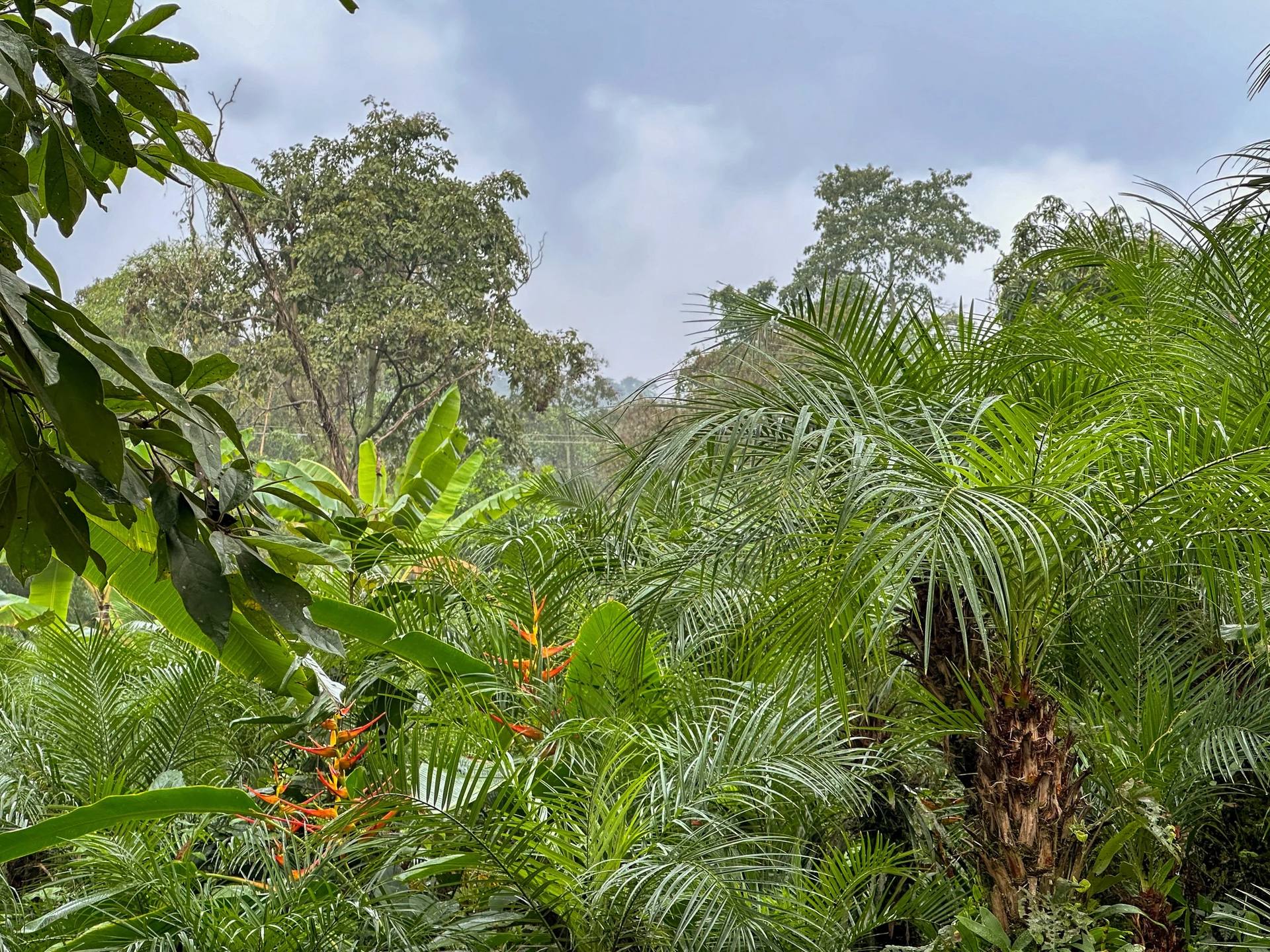 Vegetación exuberante en los senderos de El Nido Andino, La Mesa Cundinamarca