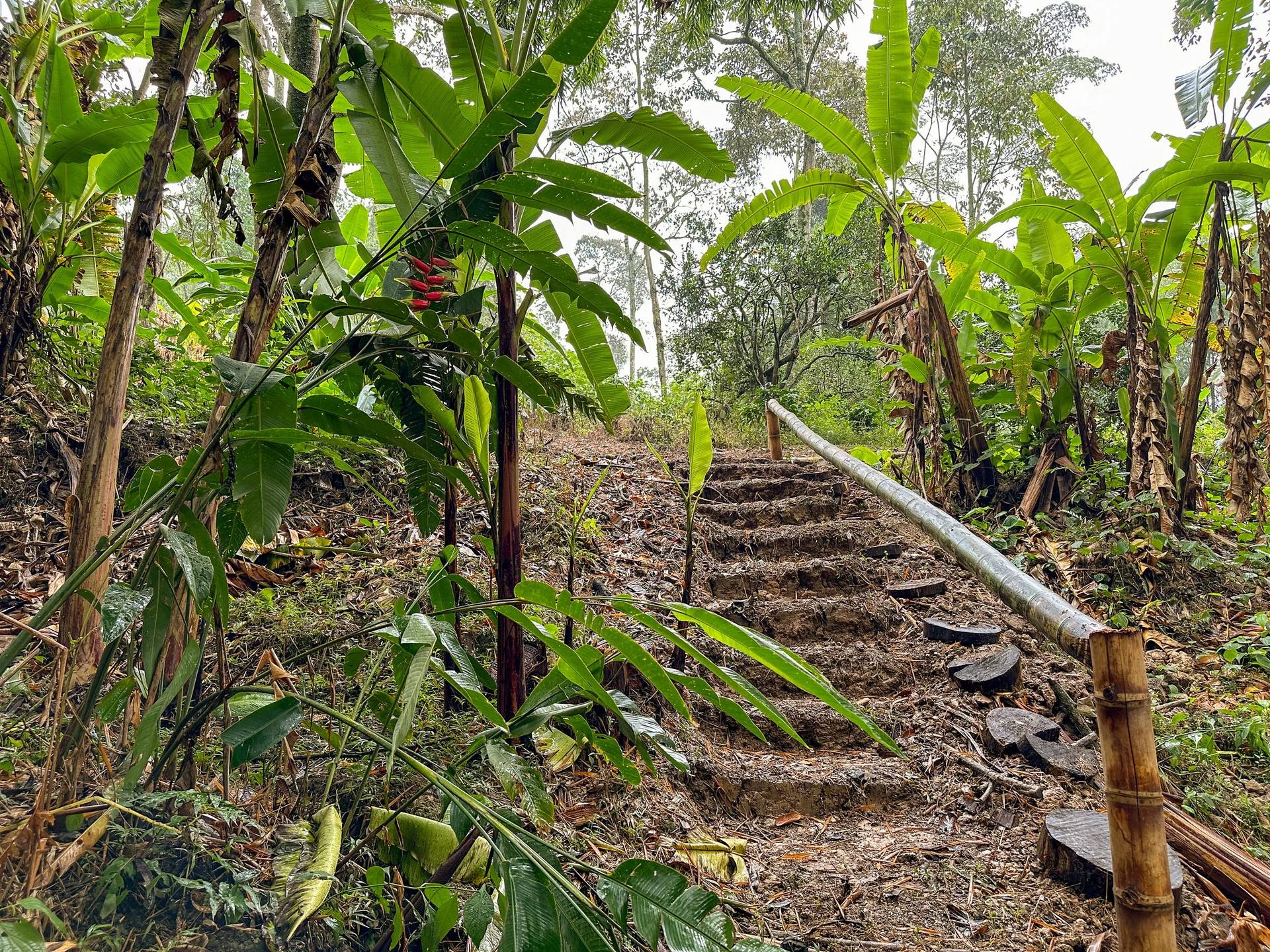 Camino con escaleras en un entorno de selva o bosque, rodeado de plantas verdes grandes y árboles.