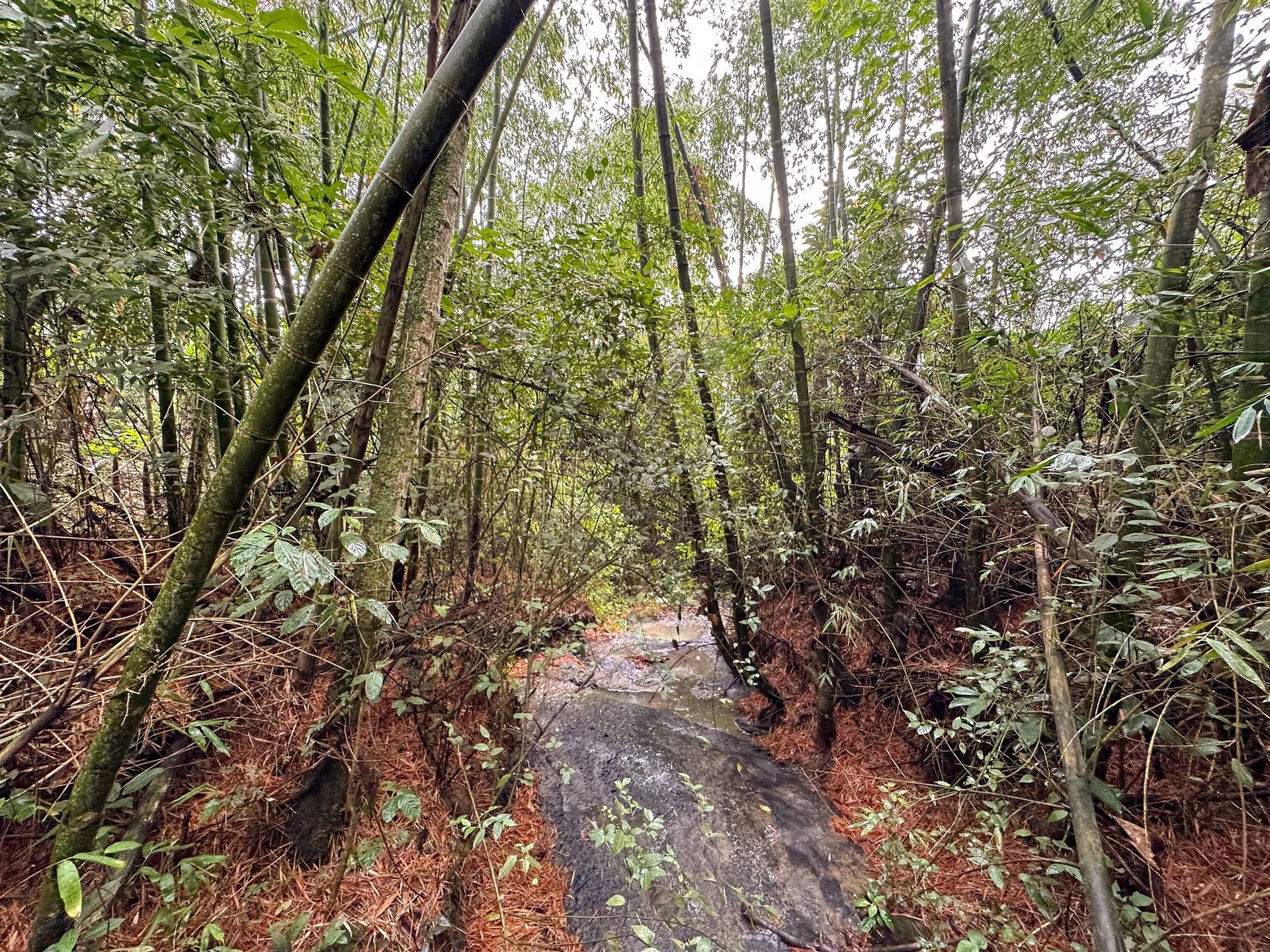 Sendero natural entre vegetación tropical en El Nido Andino, La Mesa Cundinamarca