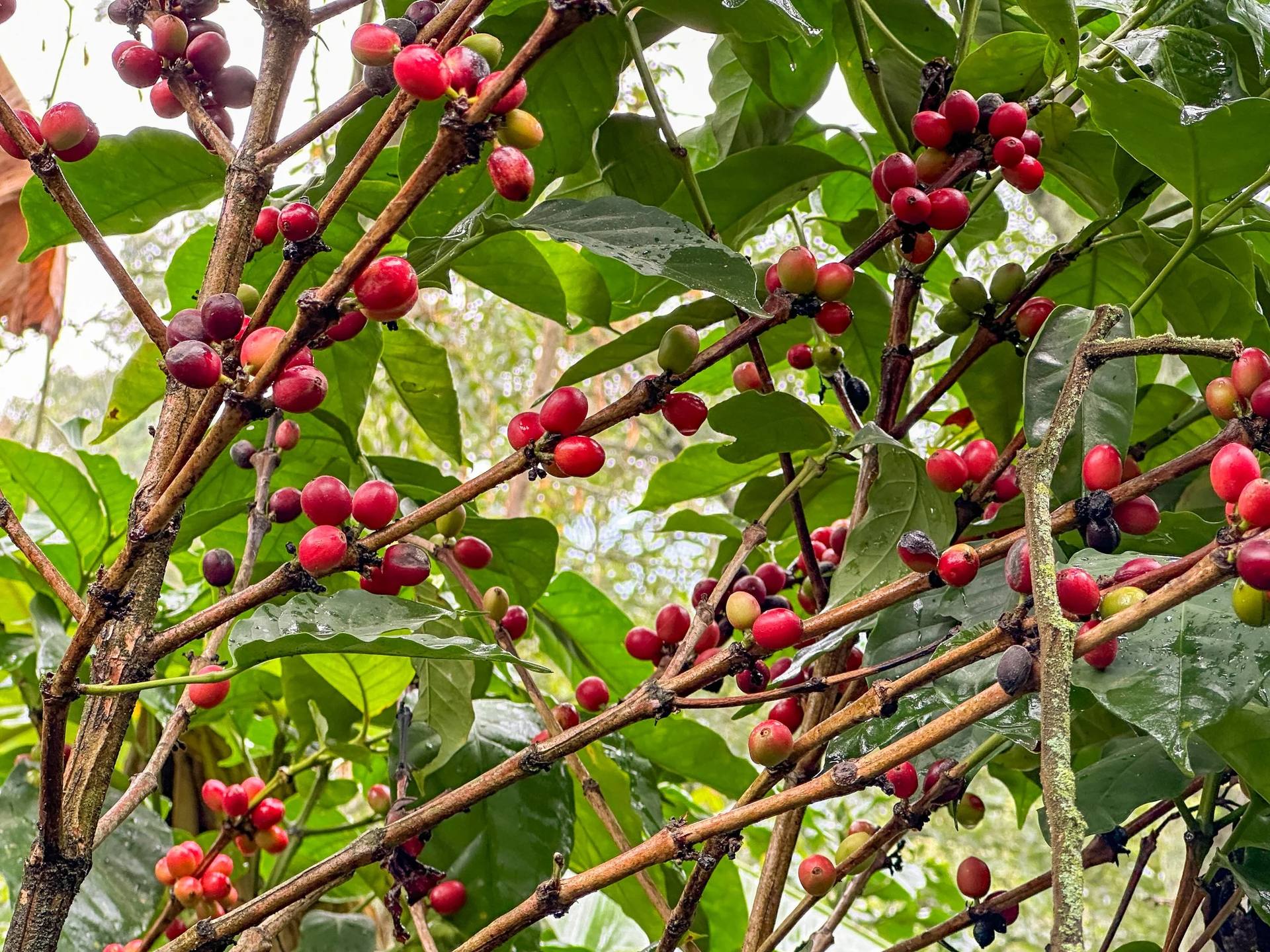 Camino entre árboles y plantas en El Nido Andino, finca cafetera cerca de Bogotá