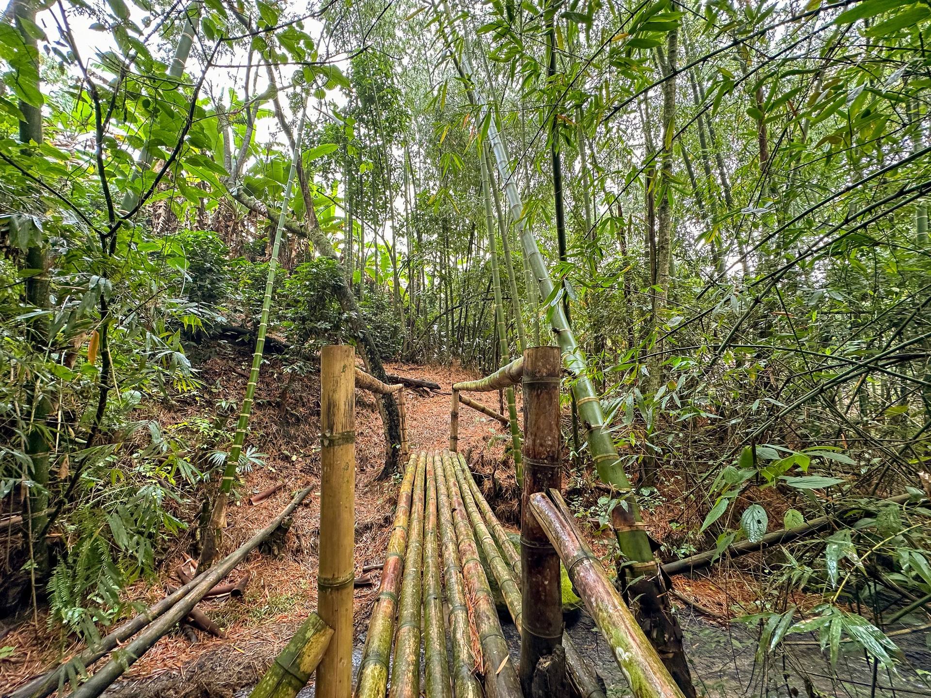 Sendero en bosque de bambú en El Nido Andino, finca cafetera con ecoturismo en La Mesa