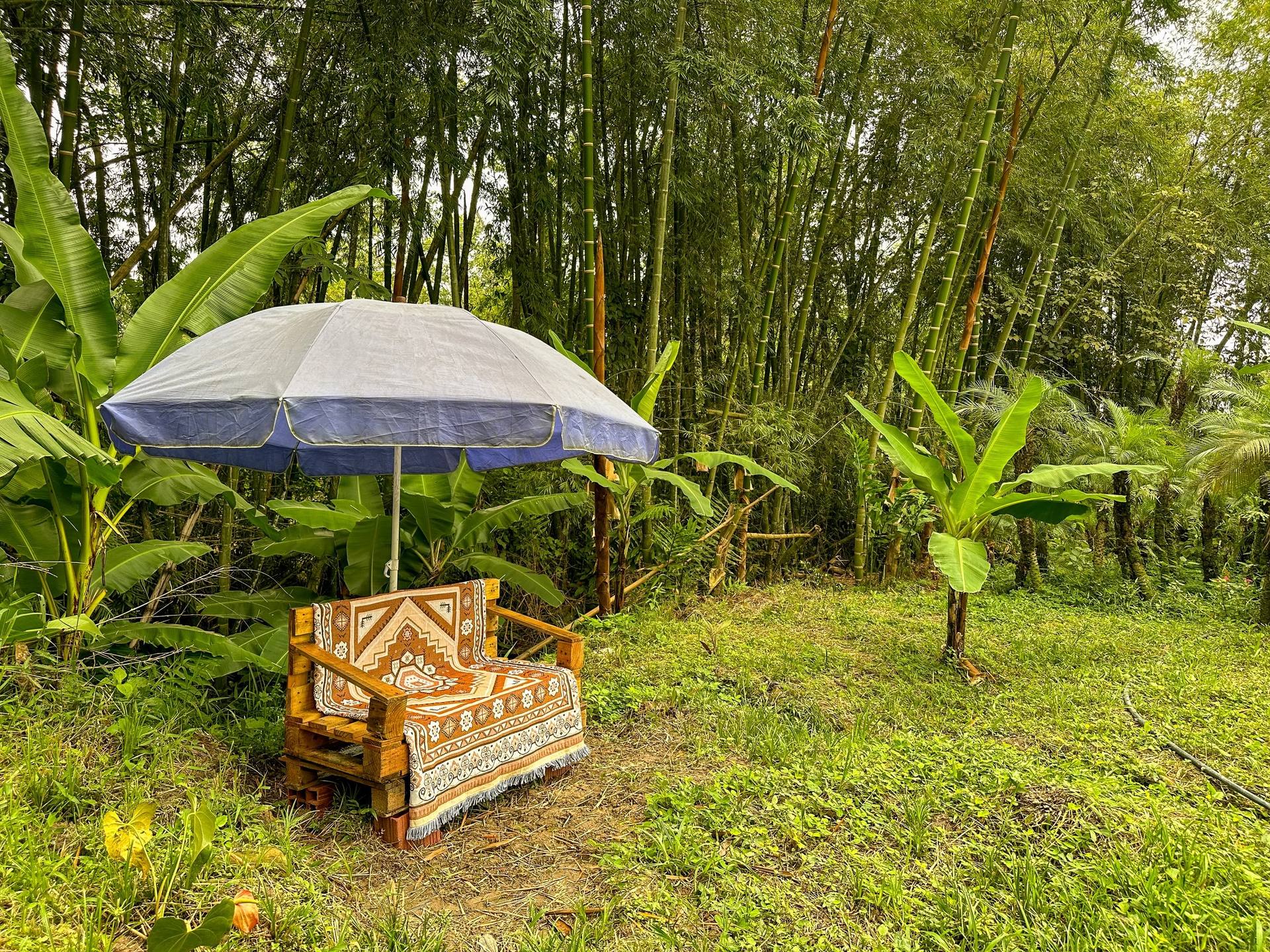 Una silla de madera con cojín decorativo sobre césped y un paraguas en un entorno de bosque de bambú y plantas tropicales.
