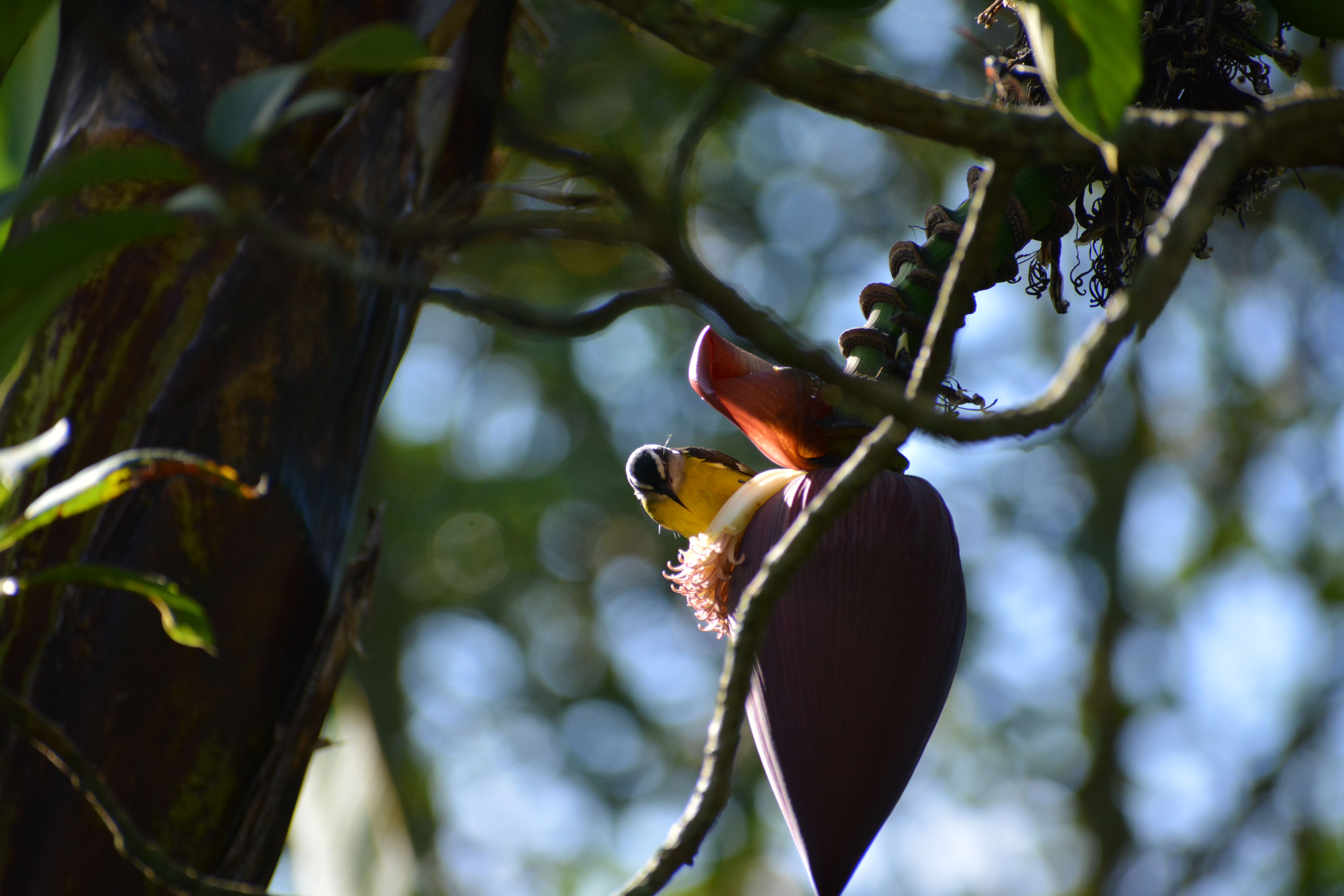 Mielero Común (Coereba flaveola) en El Nido Andino