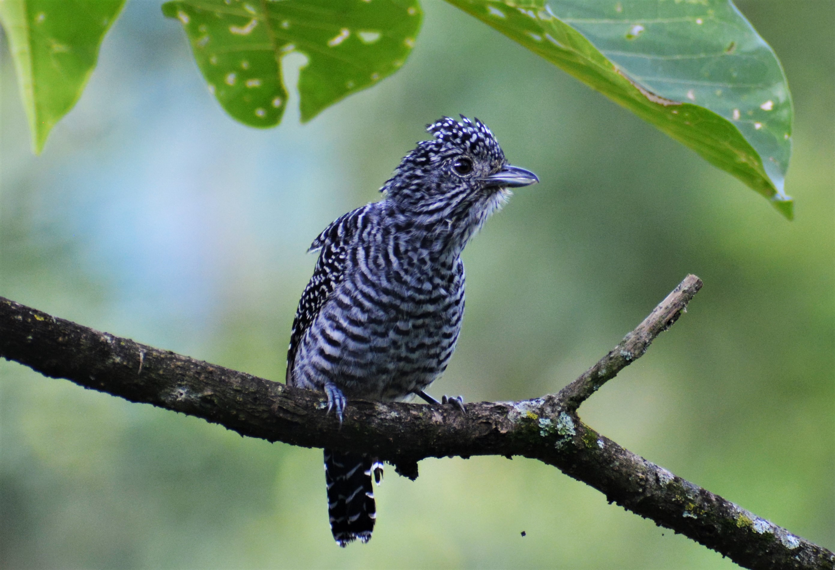Batará Carcajada (Thamnophilus multistriatus) — endémica andina fotografiada en El Nido Andino