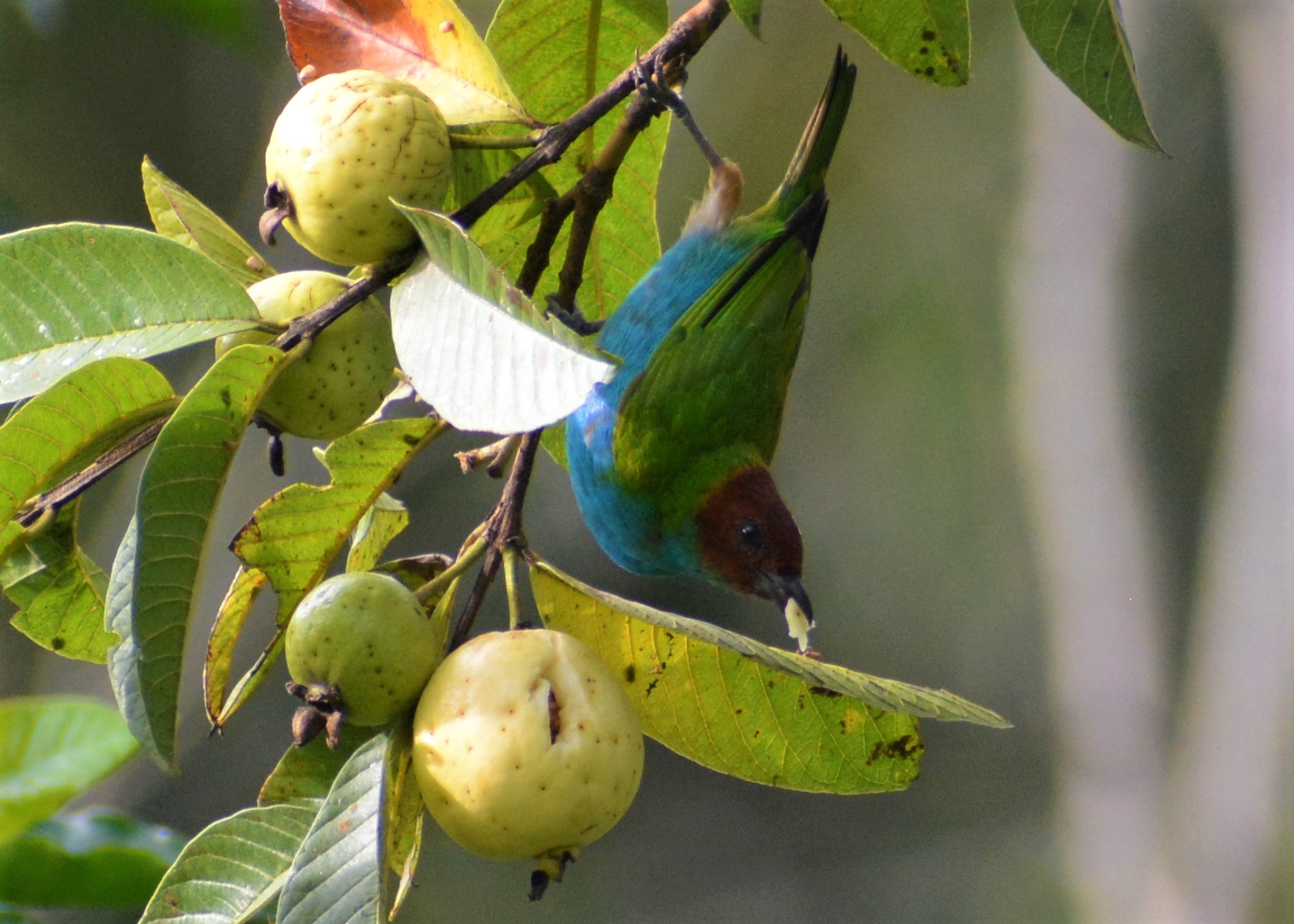 Tangara Cabecirrufa (Tangara gyrola) alimentándose de guayaba en El Nido Andino