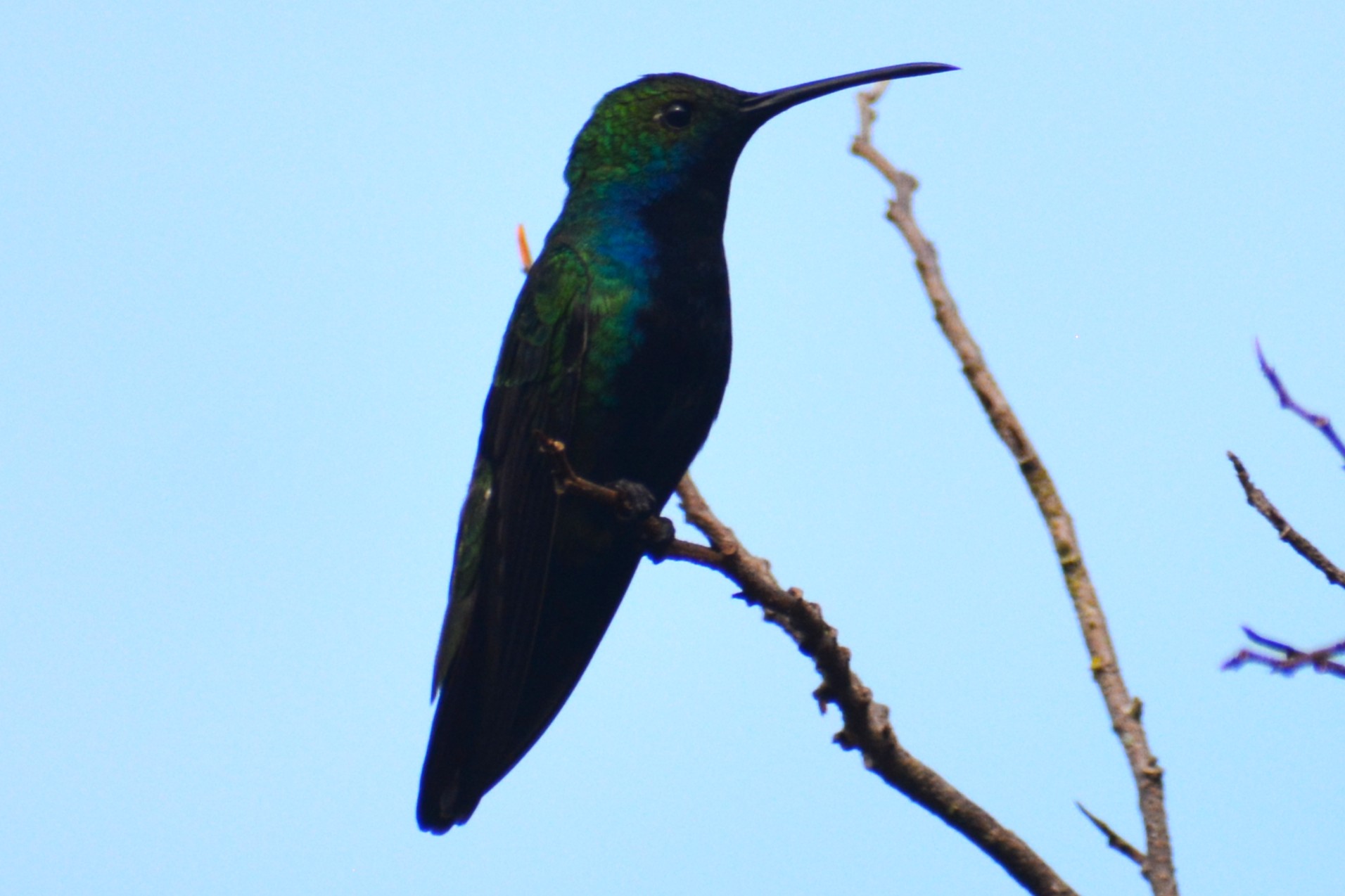 Manguito Pechinegro (Anthracothorax nigricollis) en El Nido Andino