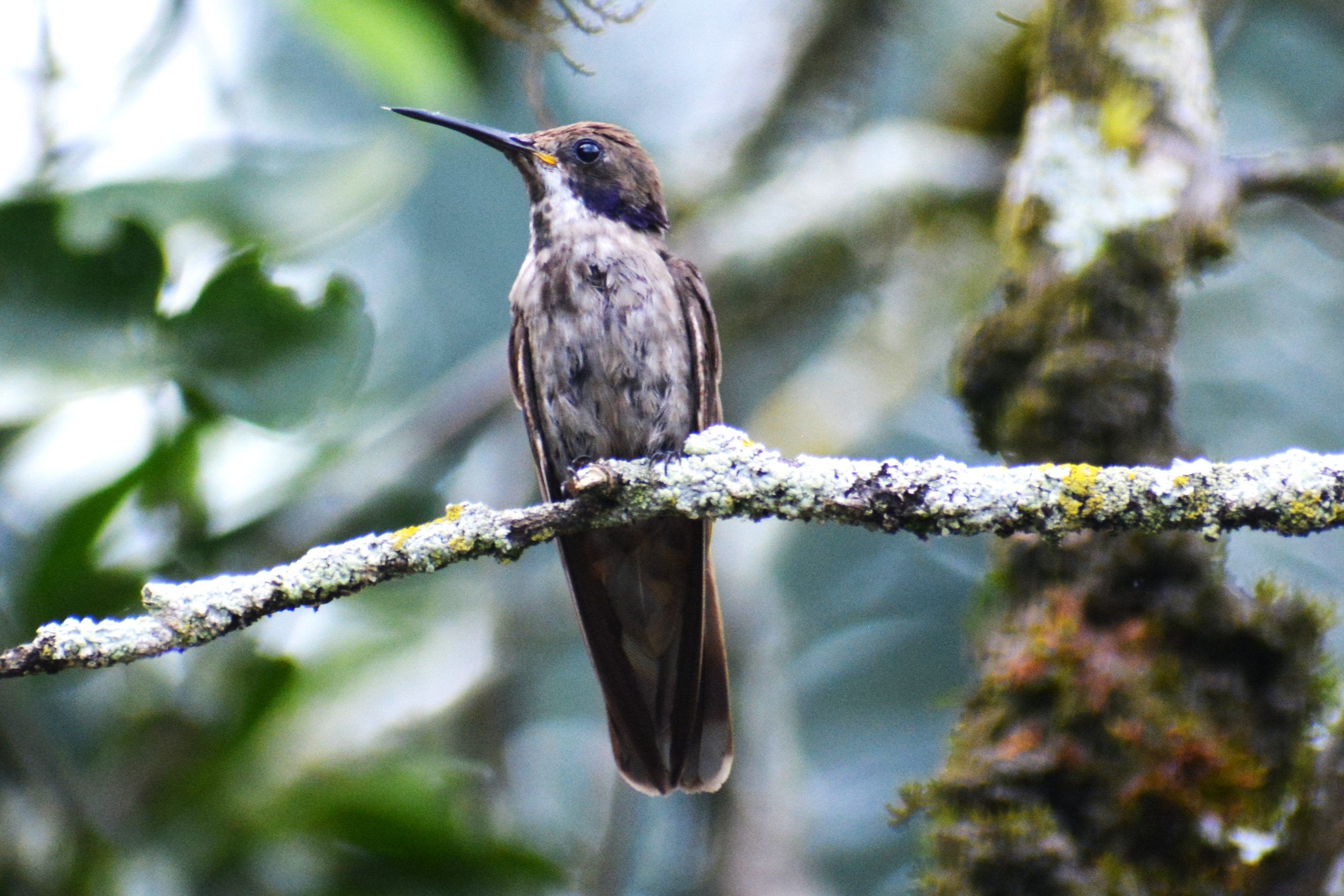 Colibrí Pardo (Colibri delphinae) en El Nido Andino