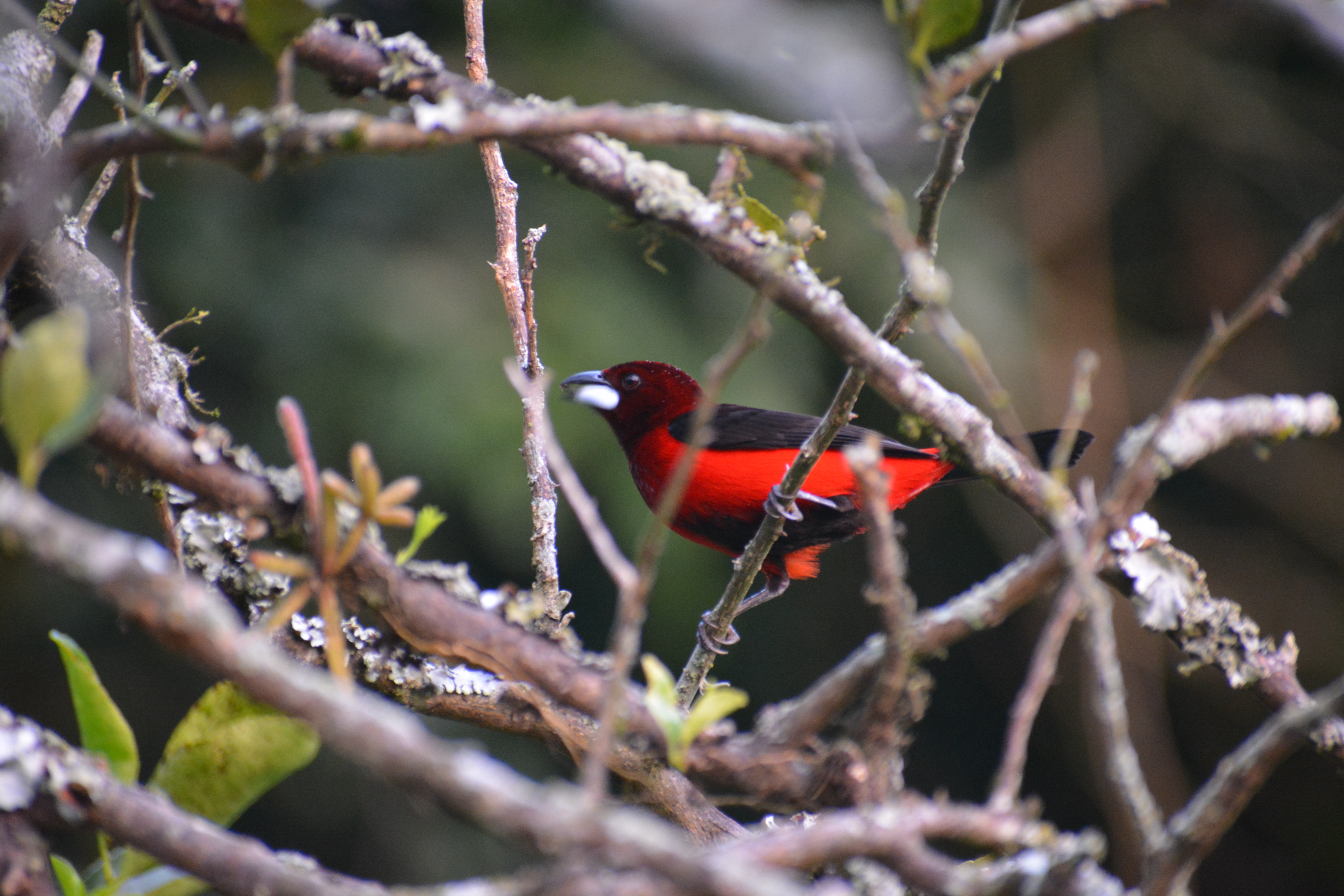 Toche Pico de Plata (Ramphocelus dimidiatus) — casi-endémica fotografiada en El Nido Andino