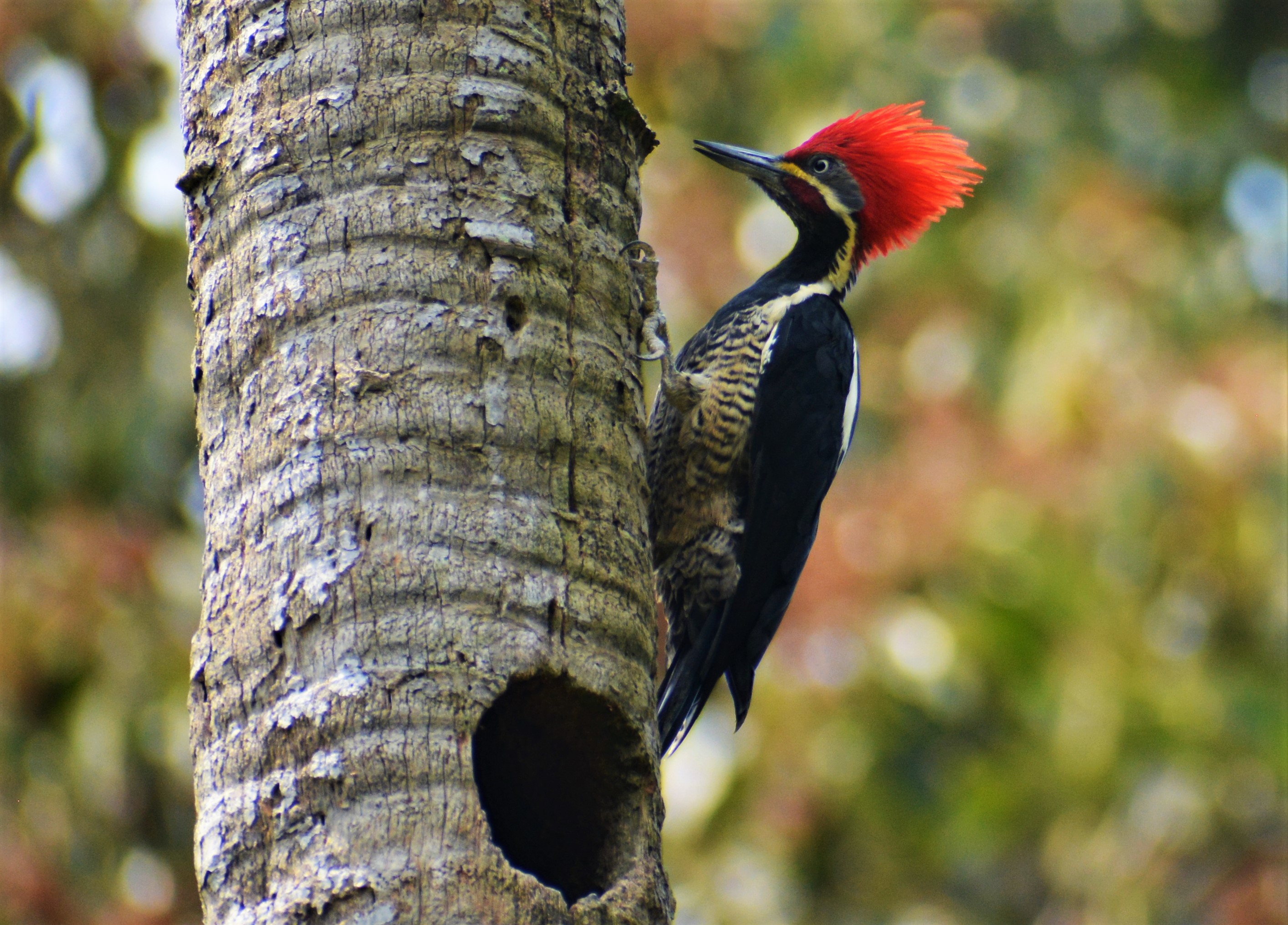 Carpintero Real (Campephilus melanoleucos) en cavidad de árbol en El Nido Andino