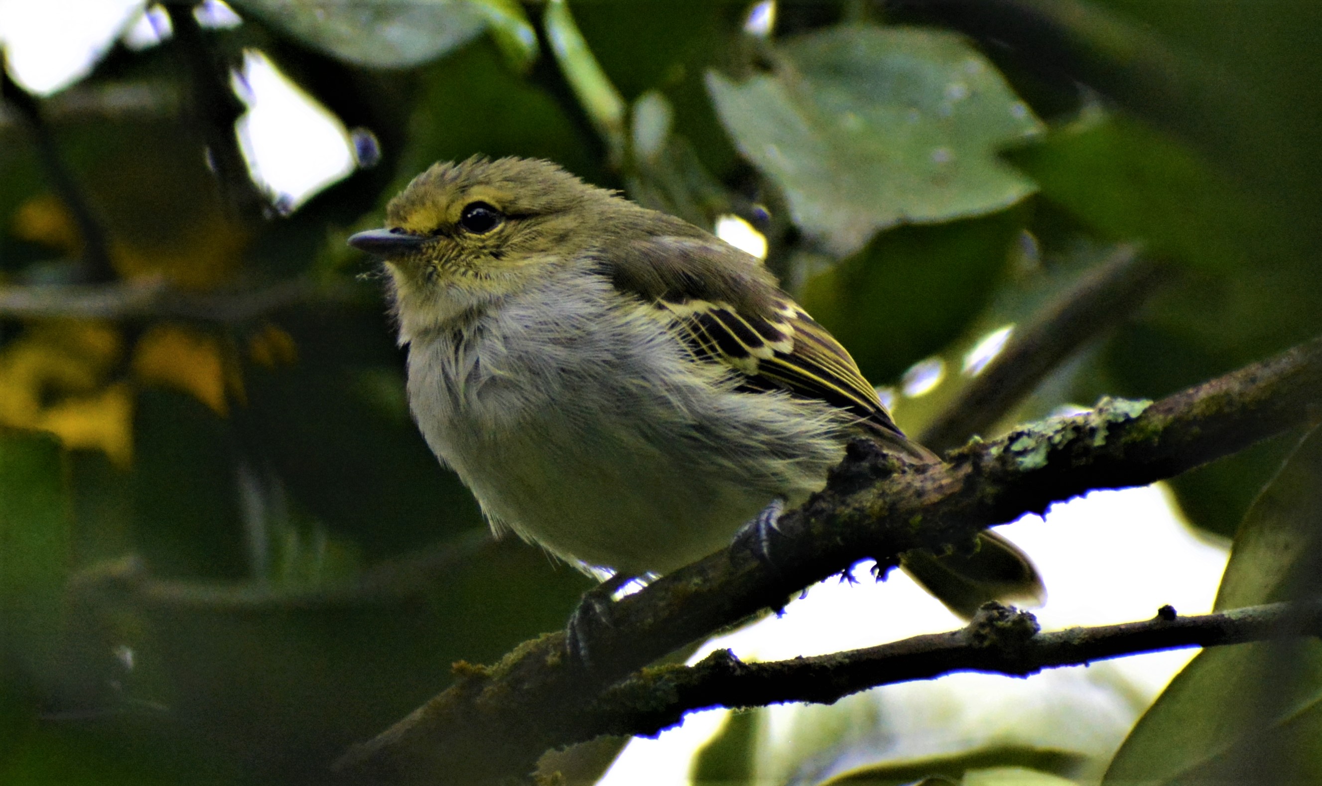 Tiranuelo Matapalos (Zimmerius chrysops) en El Nido Andino