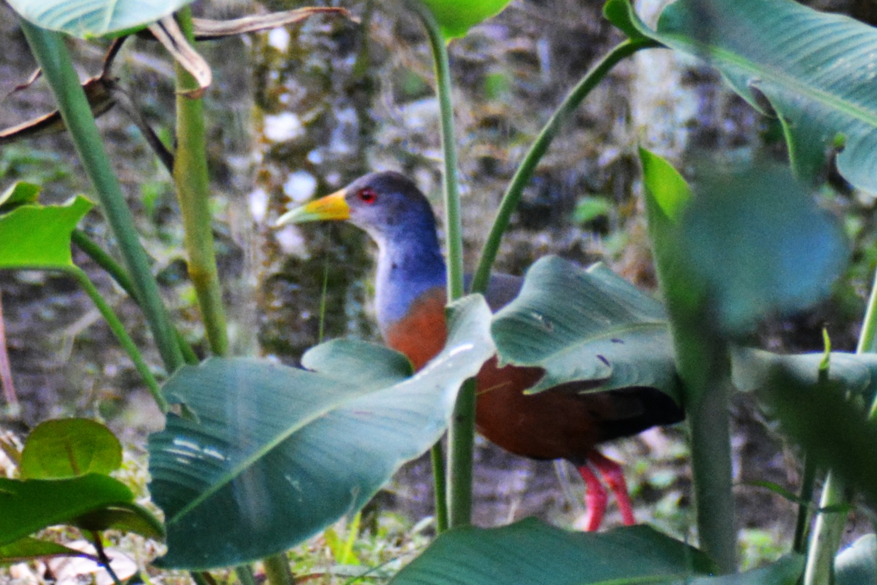 Chilacoa Colinegra (Aramides cajaneus) en El Nido Andino