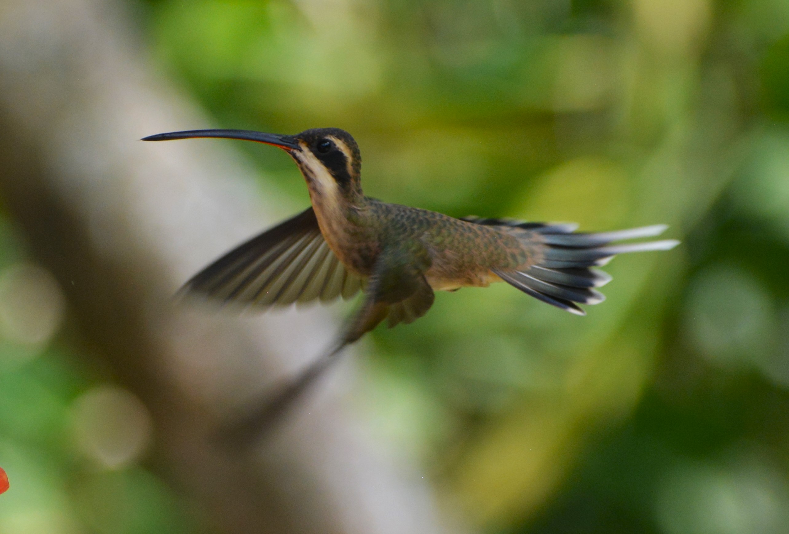 Ermitaño Carinegro (Phaethornis anthophilus) — colibrí de rango restringido