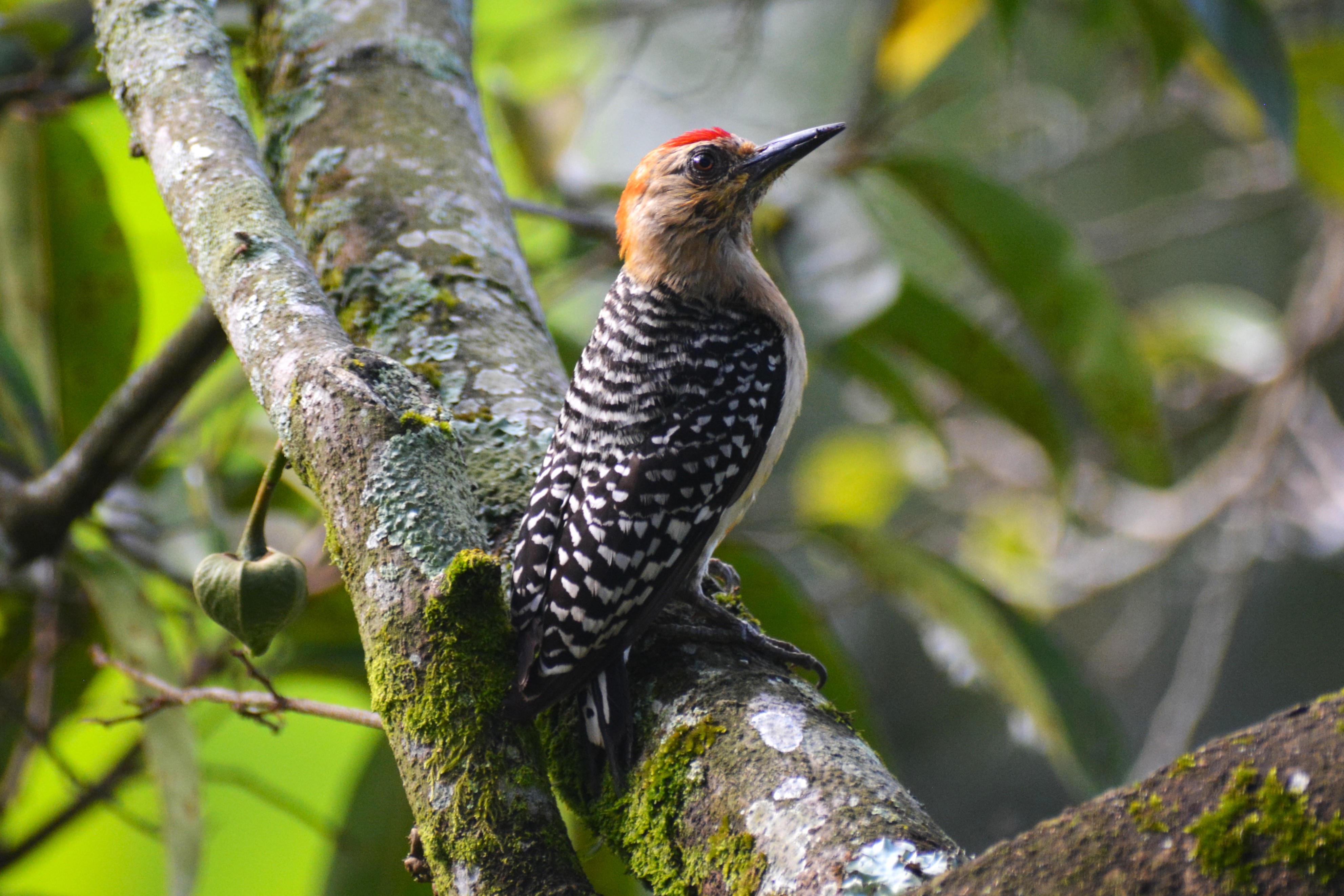 Carpintero Habado (Melanerpes rubricapillus) en El Nido Andino