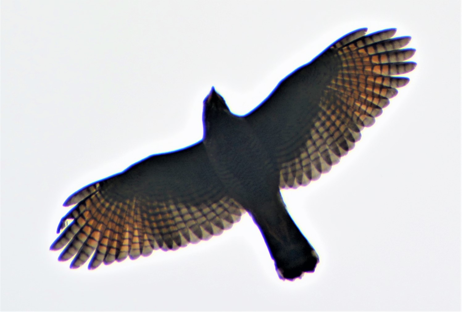 Gavilán Pollero (Rupornis magnirostris) en El Nido Andino