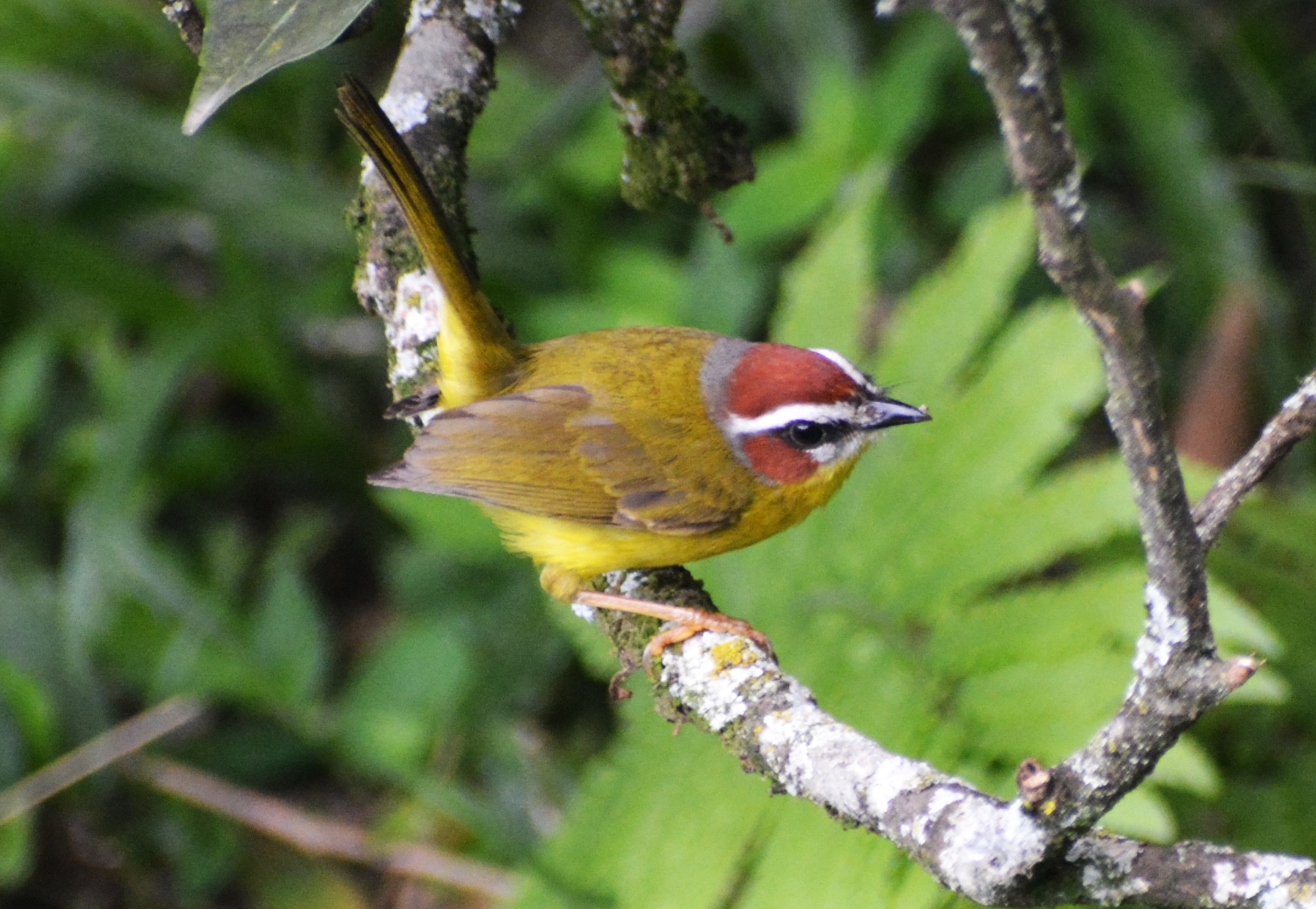 Arañero Coronirrufo (Basileuterus rufifrons) en El Nido Andino