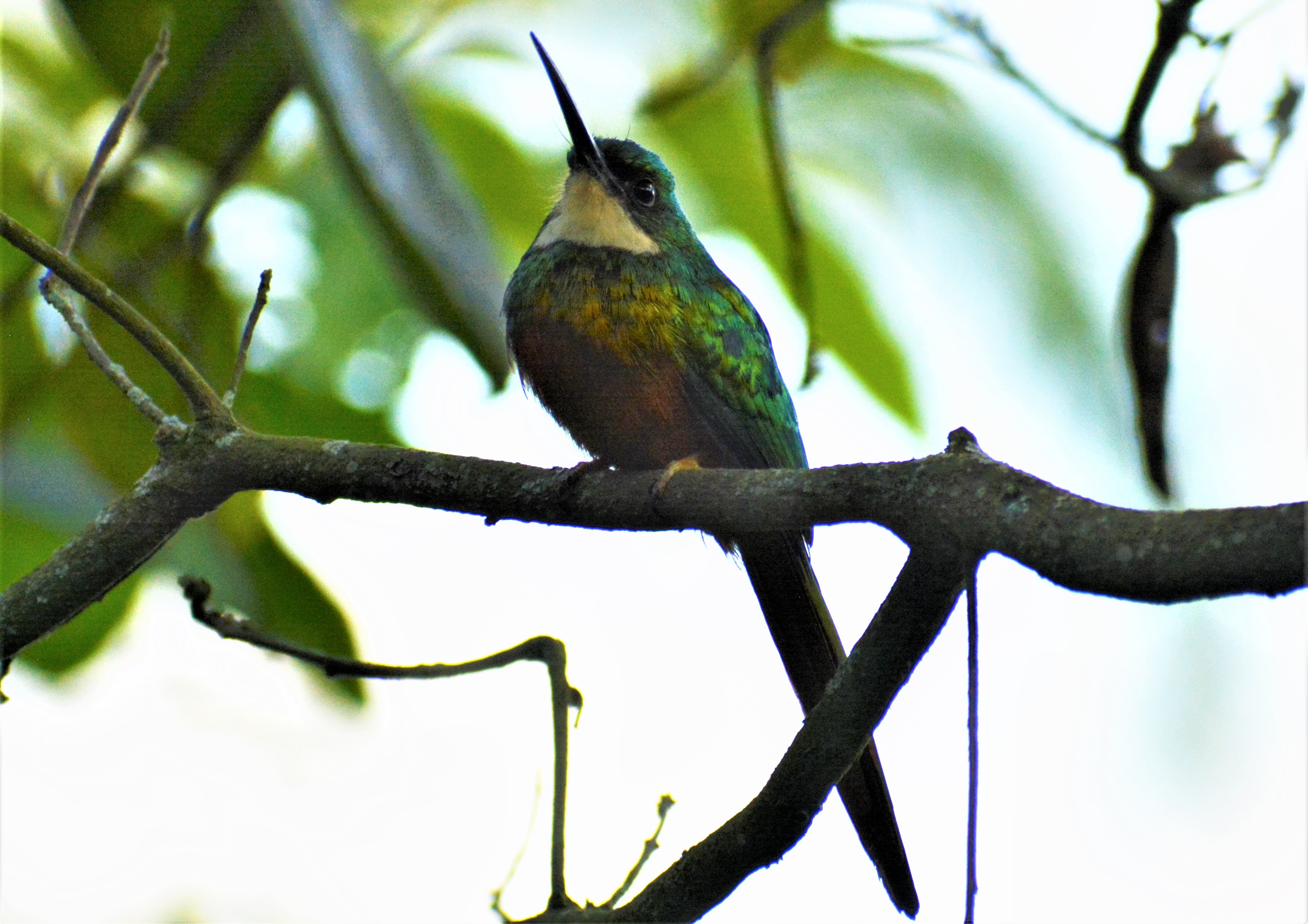 Jacamar Colirrufo macho (Galbula ruficauda) en El Nido Andino