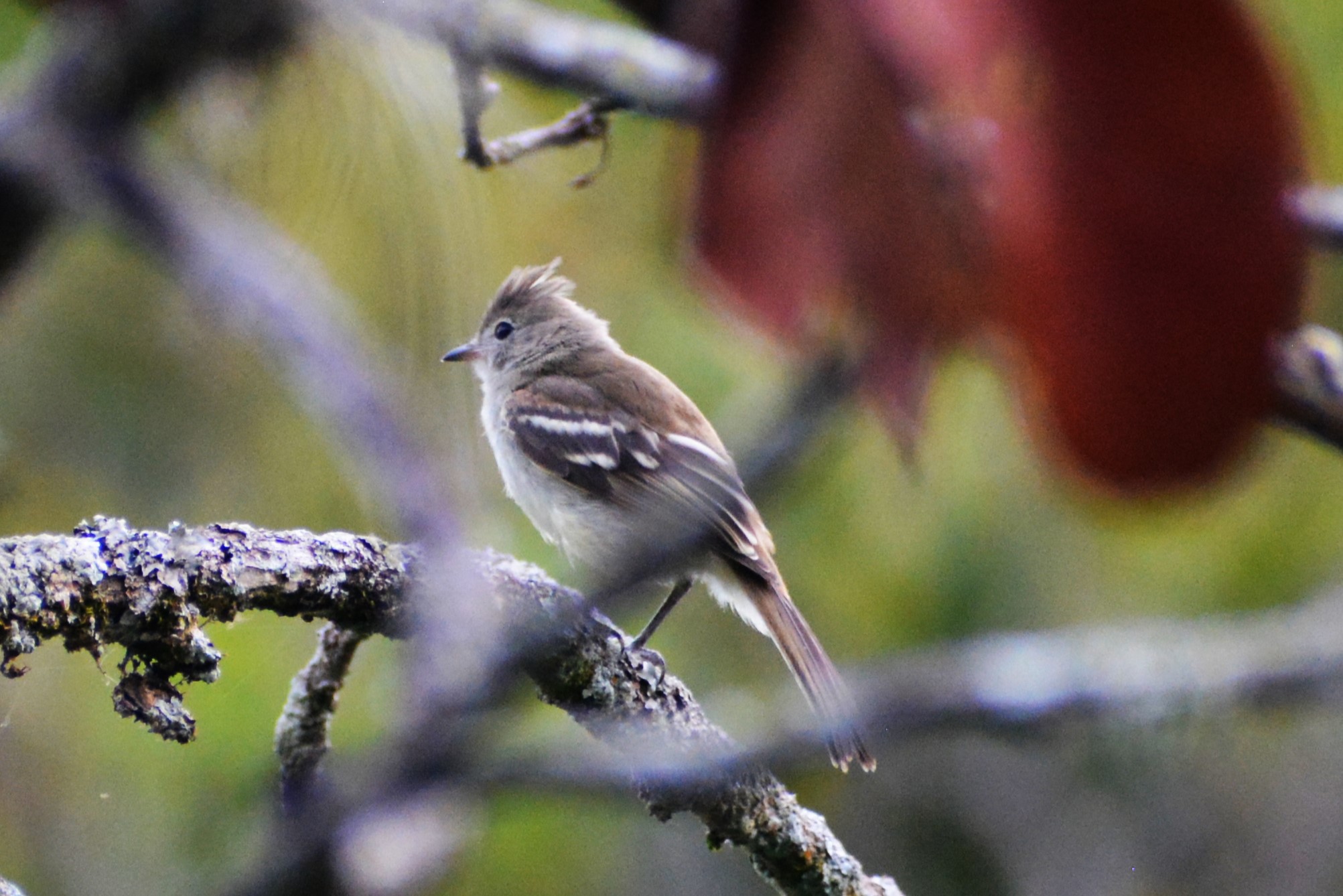 Tiranuelo Silbador (Camptostoma obsoletum) en El Nido Andino