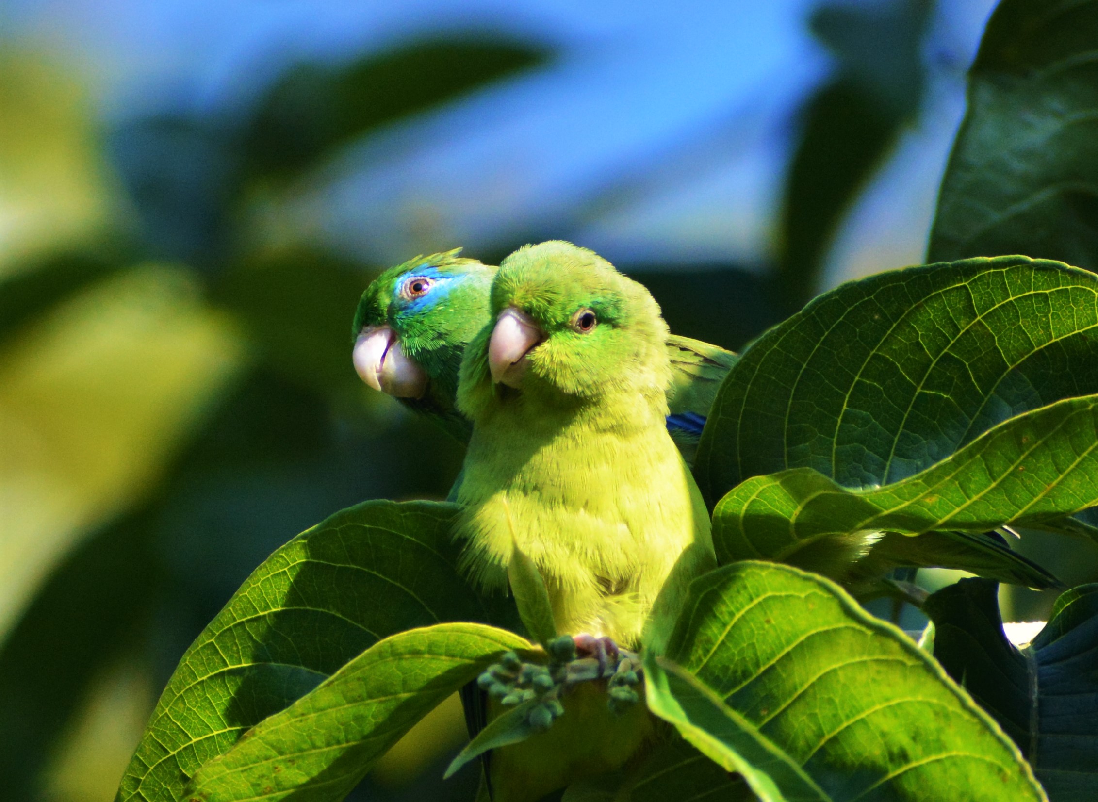 Cotorrita de Anteojos (Forpus conspicillatus) — casi-endémica de Colombia