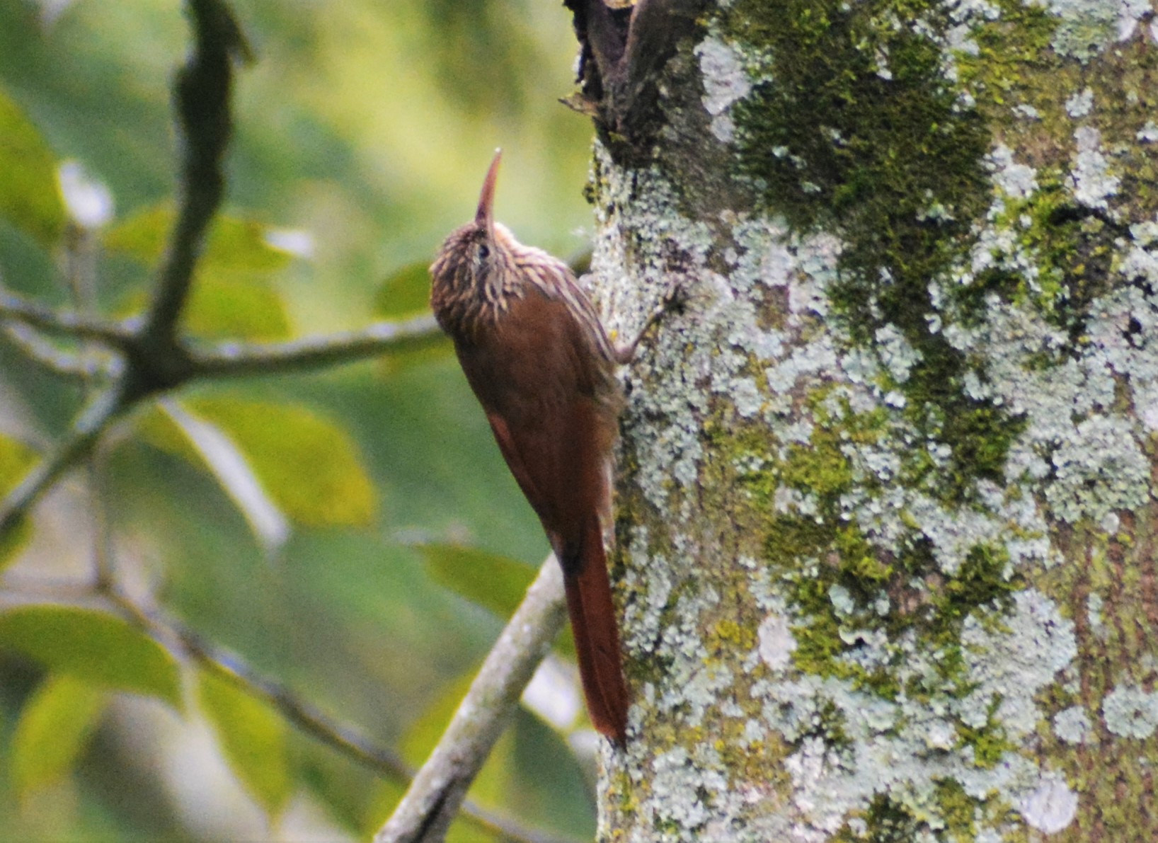 Trepatroncos Piquirrecto (Xiphorhynchus picus) en El Nido Andino
