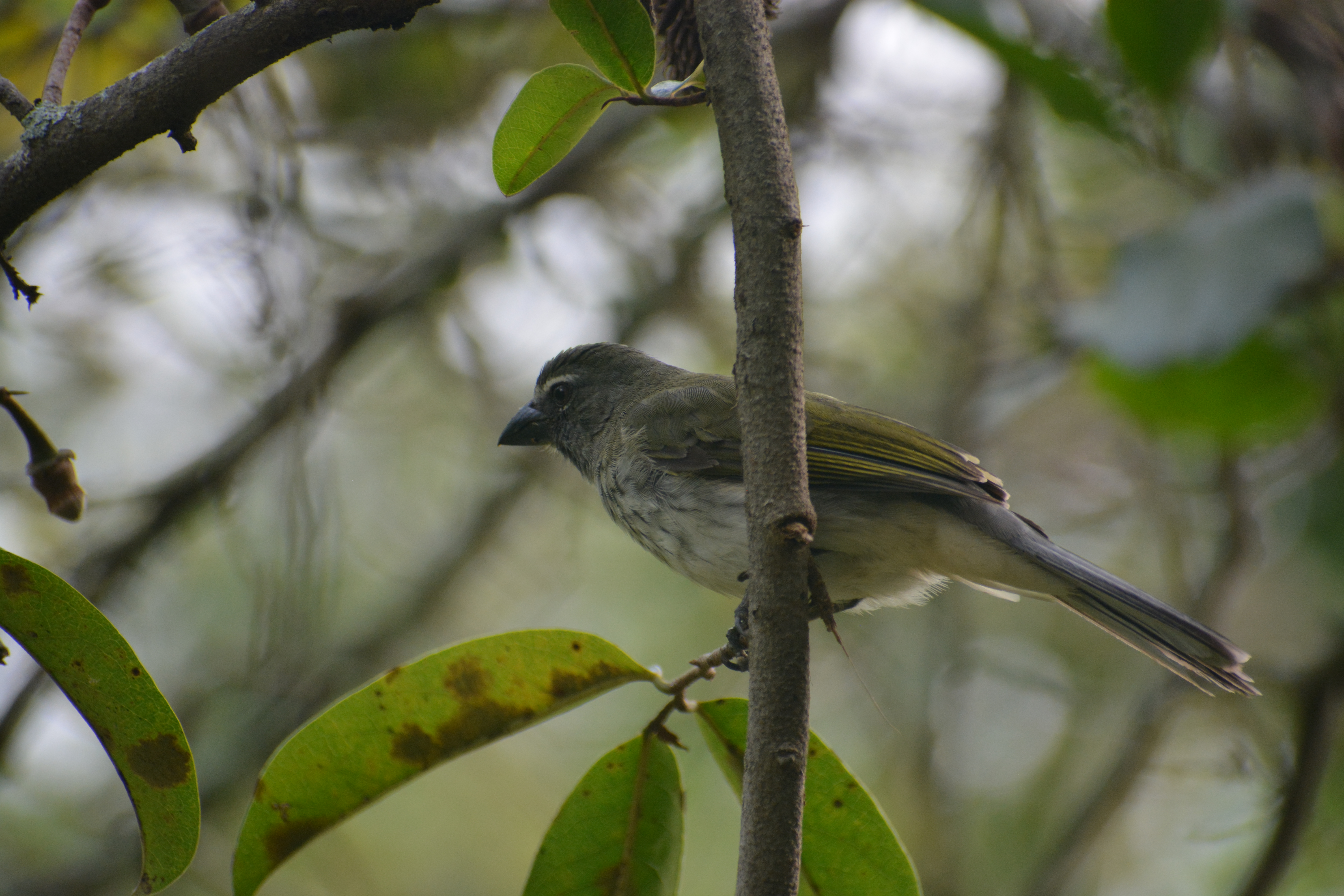 Saltator Listado (Saltator striatipectus) en El Nido Andino