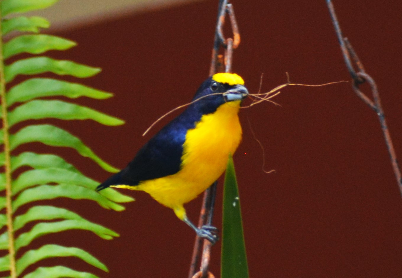 Eufonia Gorgiamarilla (Euphonia laniirostris) en El Nido Andino