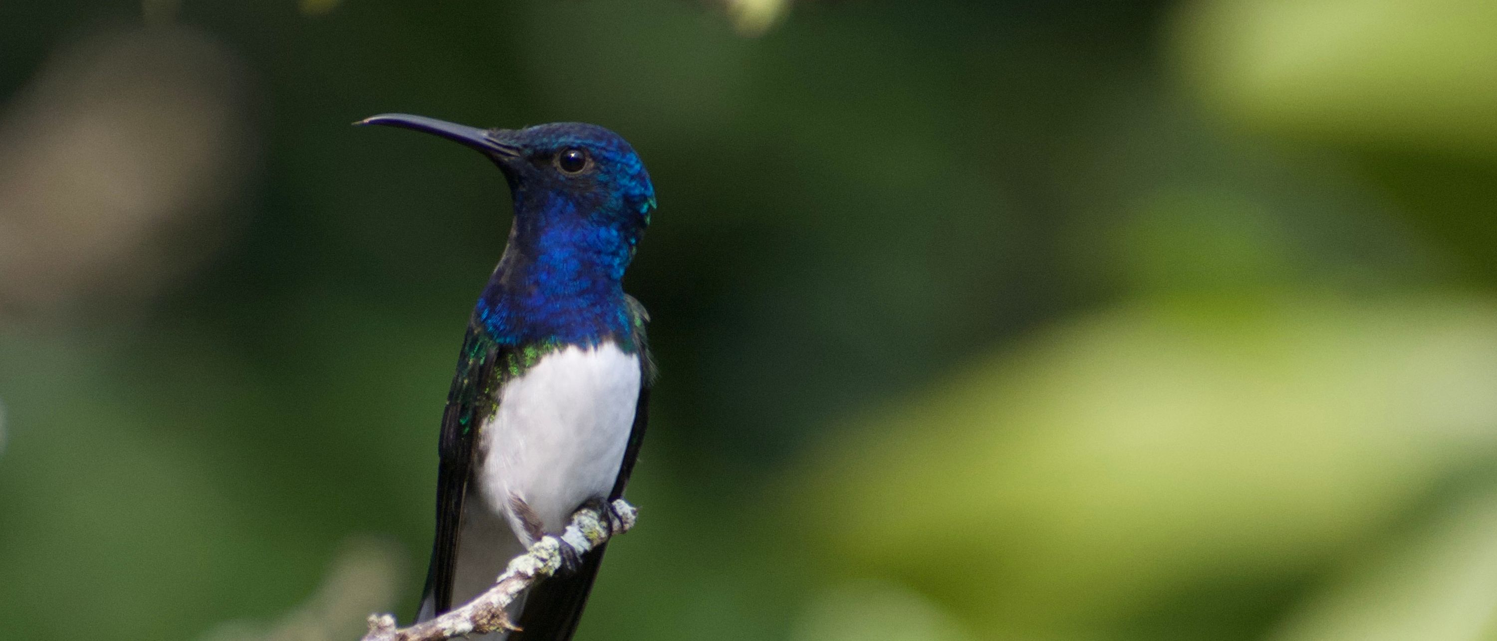 Jacobino Nuquiblanco (Florisuga mellivora) posado en una rama — avistamiento de aves en El Nido Andino, 43 especies documentadas en finca cafetera