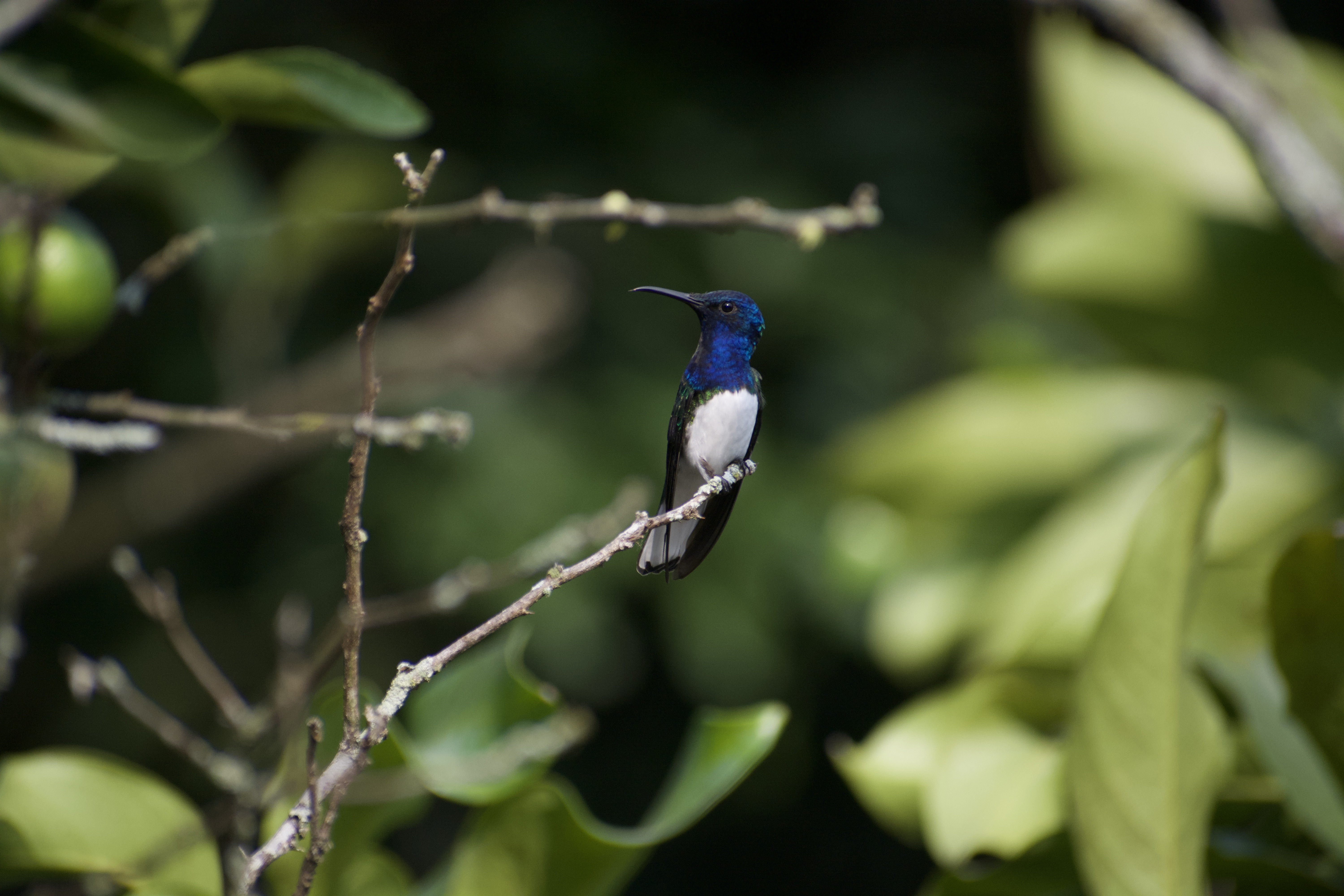 Jacobino Nuquiblanco (Florisuga mellivora) en El Nido Andino