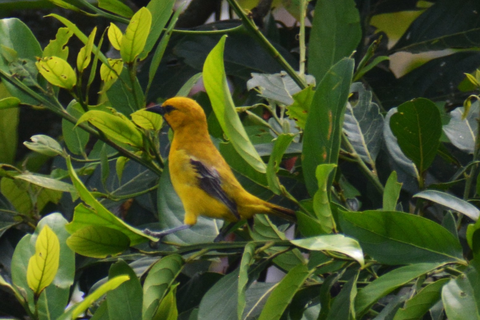 Turpial Amarillo (Icterus nigrogularis) en El Nido Andino