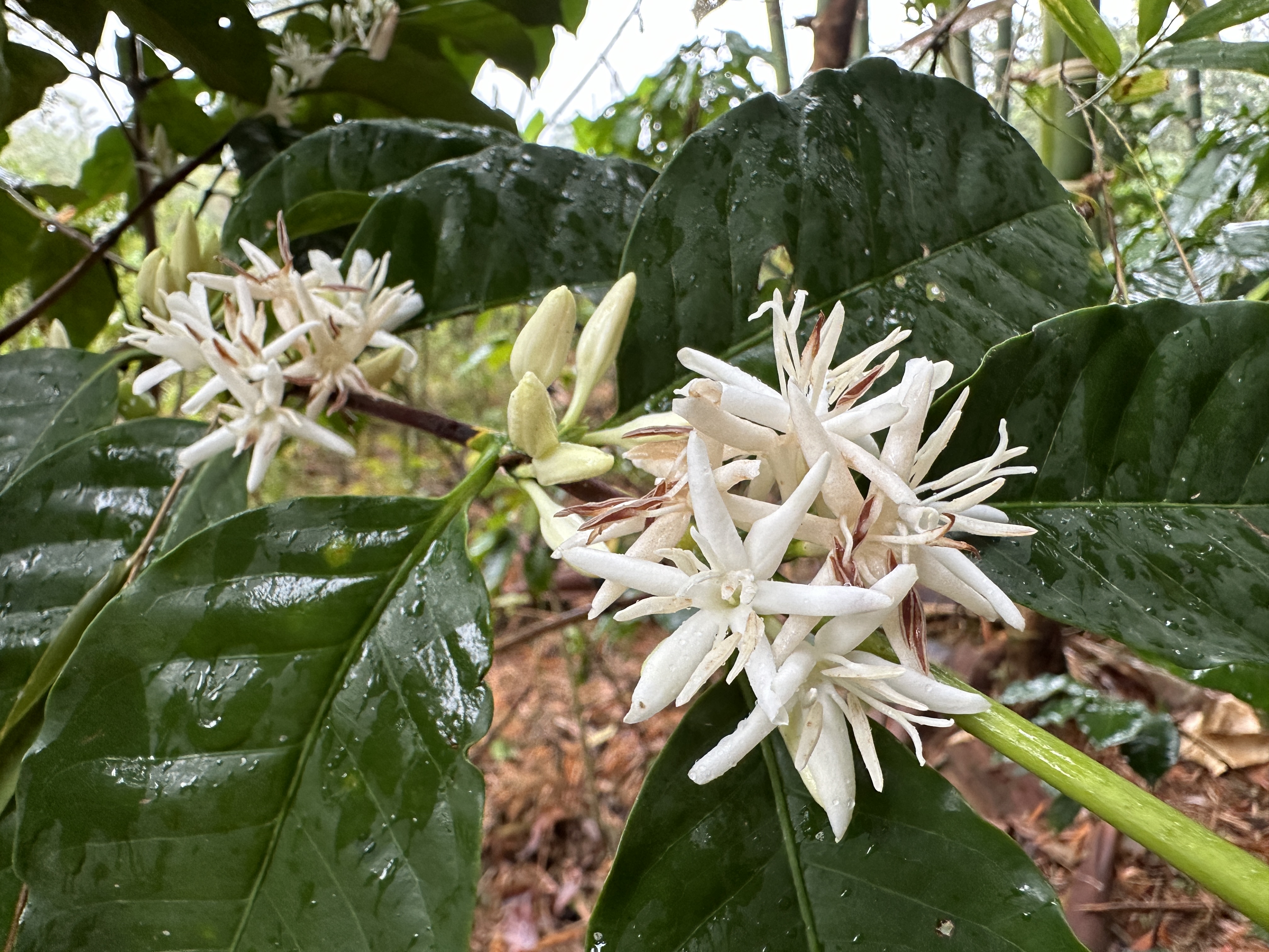 Flor de café en la plantación de El Nido Andino, finca cafetera en La Mesa, Cundinamarca
