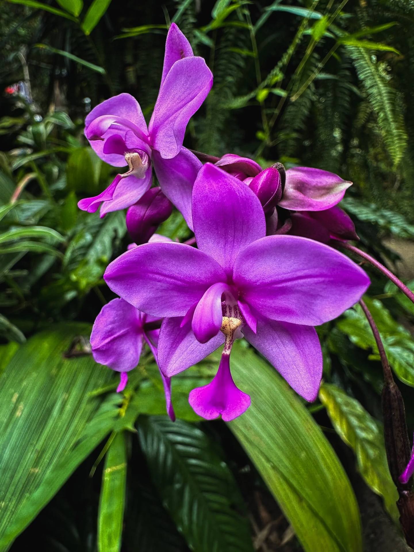 Flor silvestre en los jardines de El Nido Andino — biodiversidad en finca cafetera La Mesa, Cundinamarca